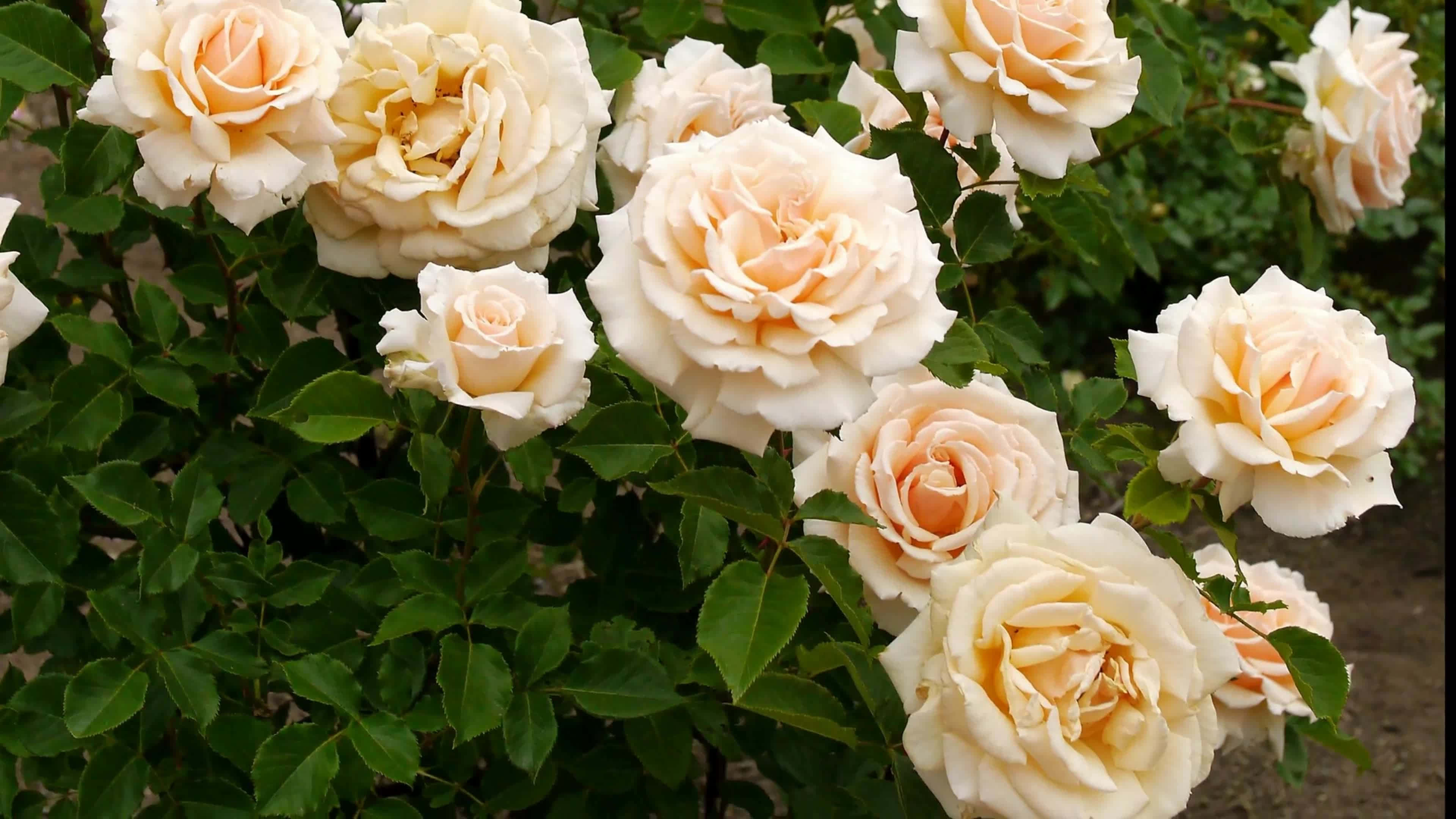 Rose Flower 桌布 壁紙 — 一簇茂密的奶油色蜜桃玫瑰在柔和日光下，在深綠色葉子襯托下鮮豔綻放。