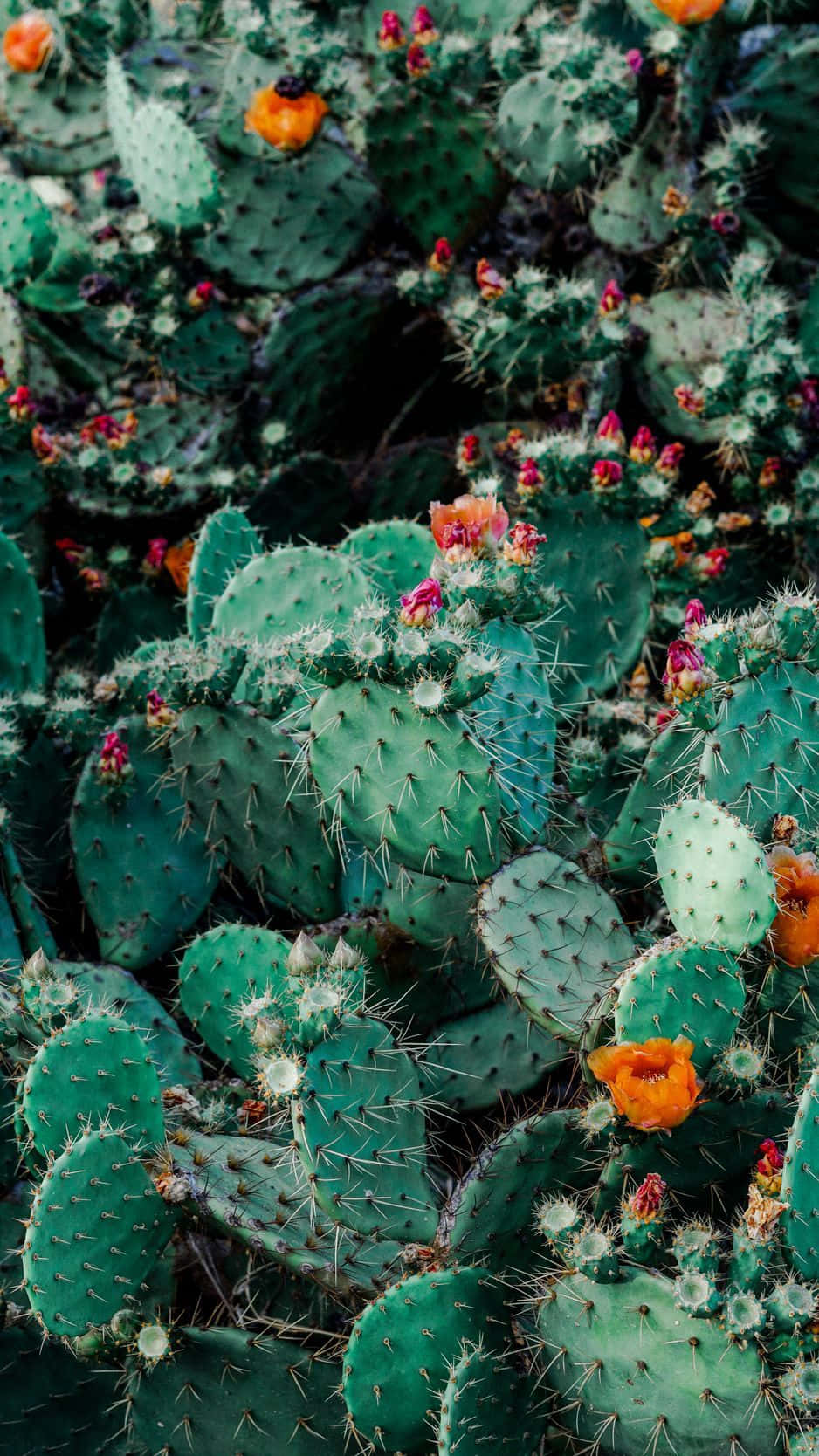 Cactus iPhone 桌布 壁紙 — 一簇茂密的綠色仙人掌果，點綴著鮮豔的橙色和粉紅色花朵，盛開綻放。