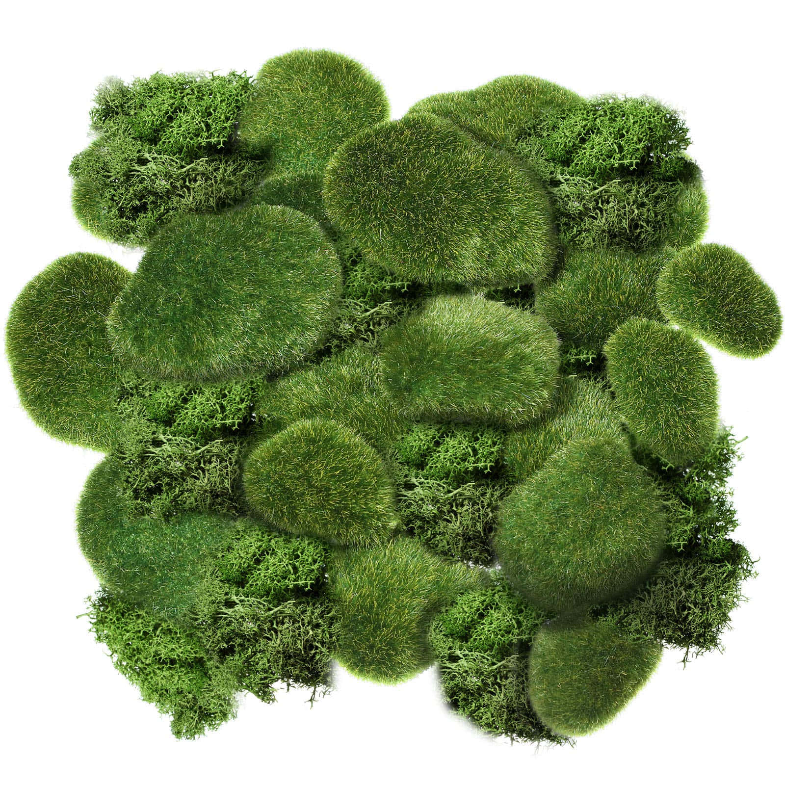Green Moss 桌布 壁紙 — 一簇茂密的綠色苔蘚叢，帶有紋理的葉片和模糊的圓形形狀，襯在純白背景上。