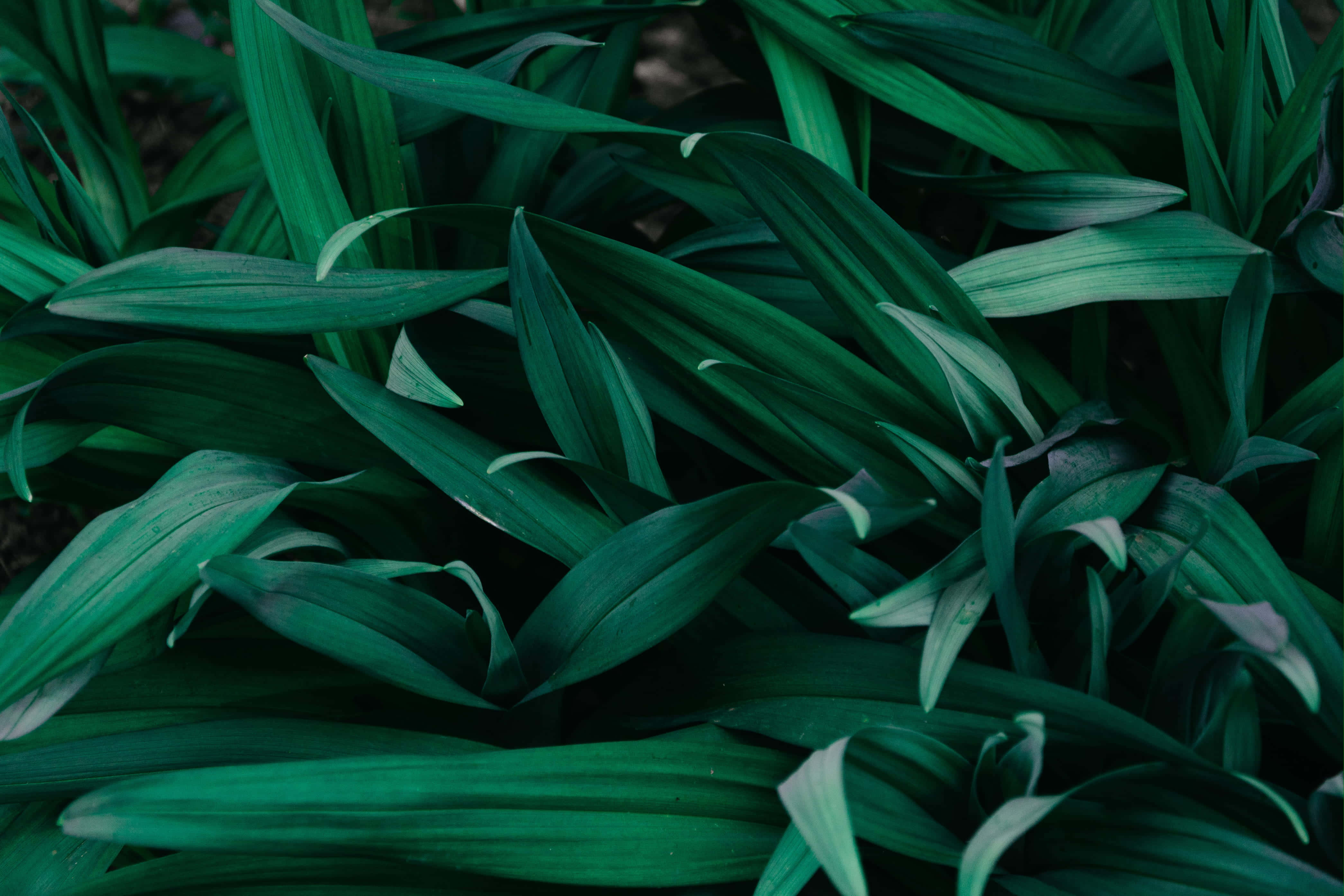 plants 桌布 壁紙 — 一簇茂密的翠綠色葉片，帶有柔和陰影和自然曲線，營造出豐富有機的紋理。