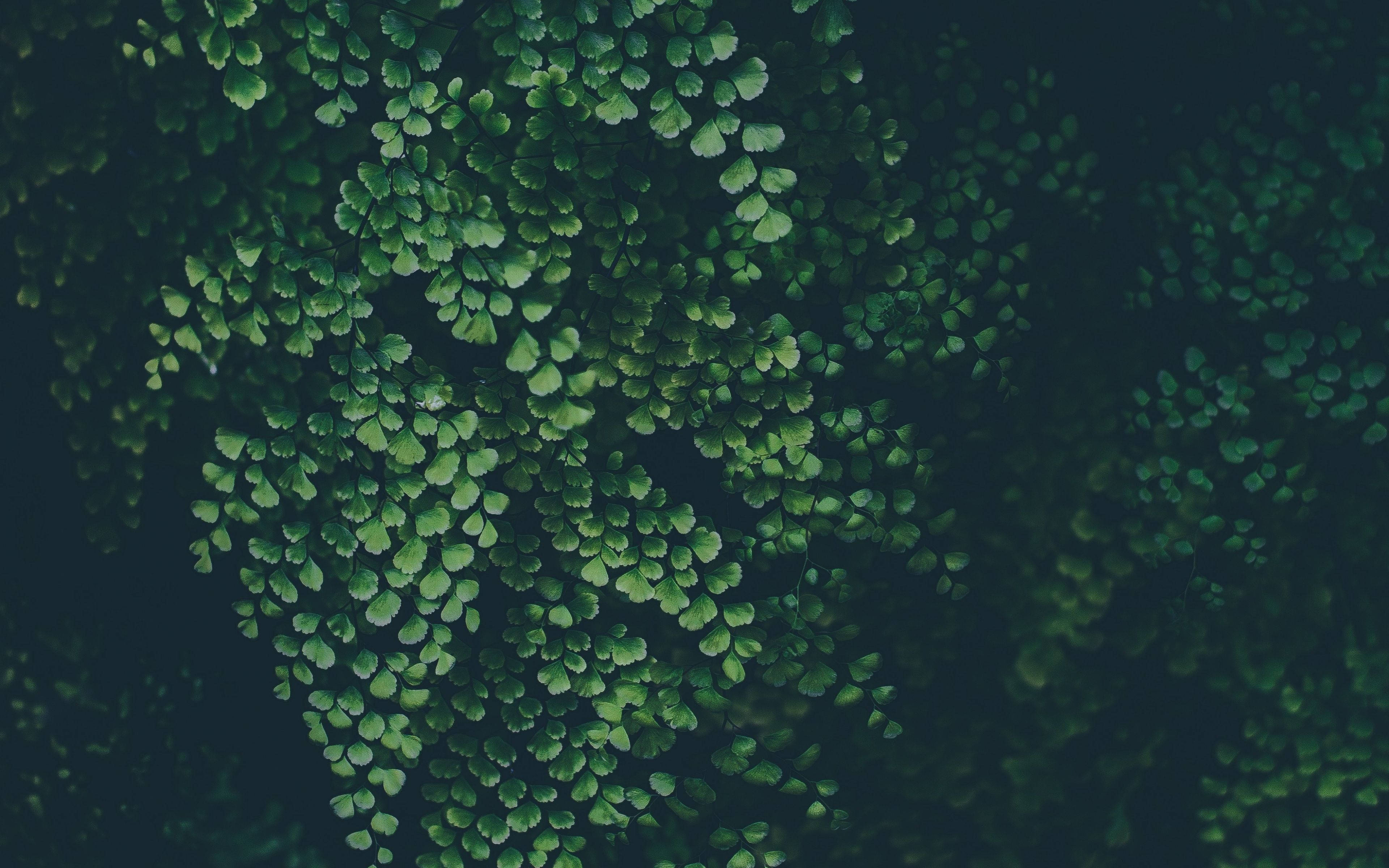 Plant Aesthetic 桌布 壁紙 — 一簇茂密的鮮綠色蕨類葉片在陰暗的背景上傾瀉而下。