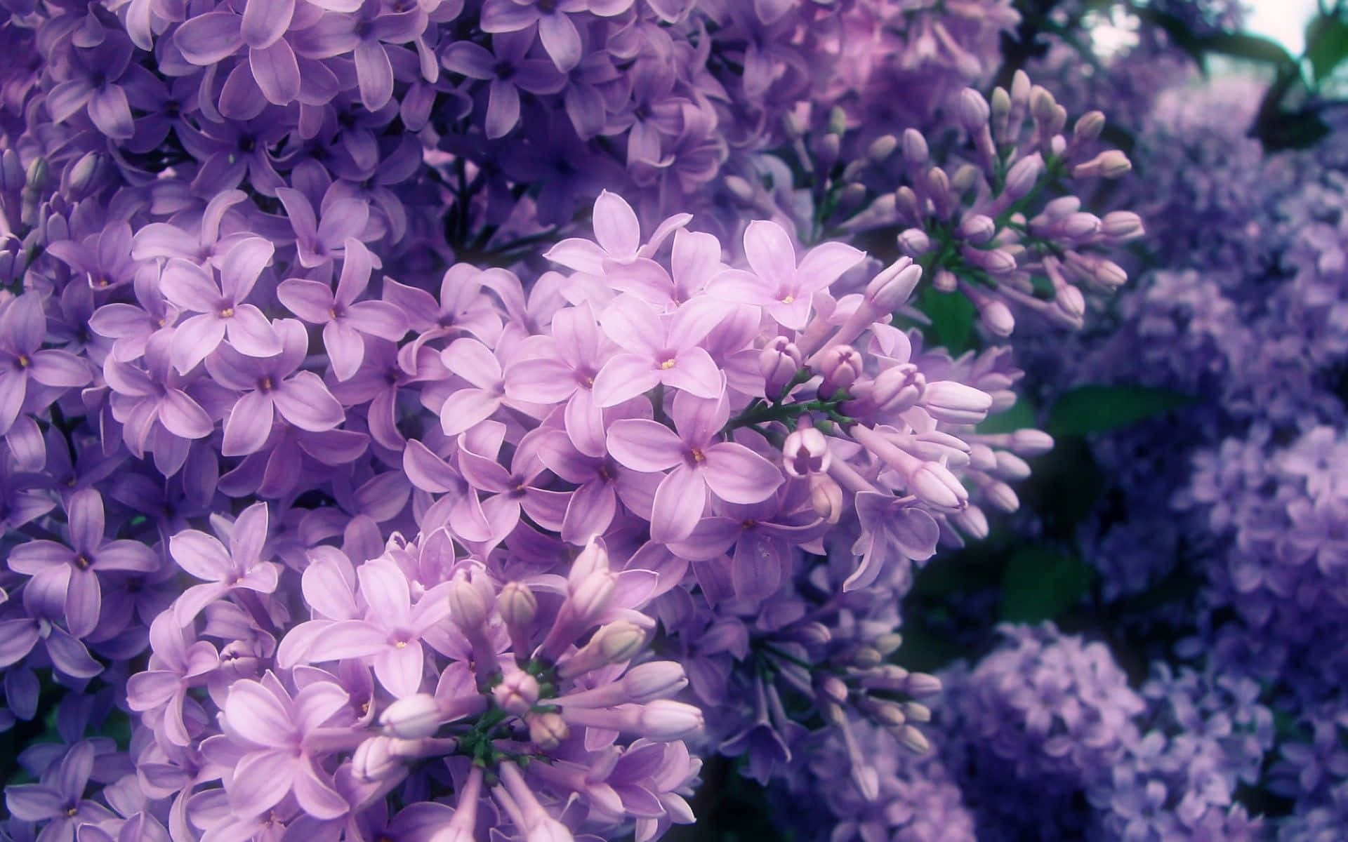 Lilac Tree 桌布 壁紙 — 一簇茂盛的淡紫色丁香花，搭配柔軟的綠葉，焦點柔和。