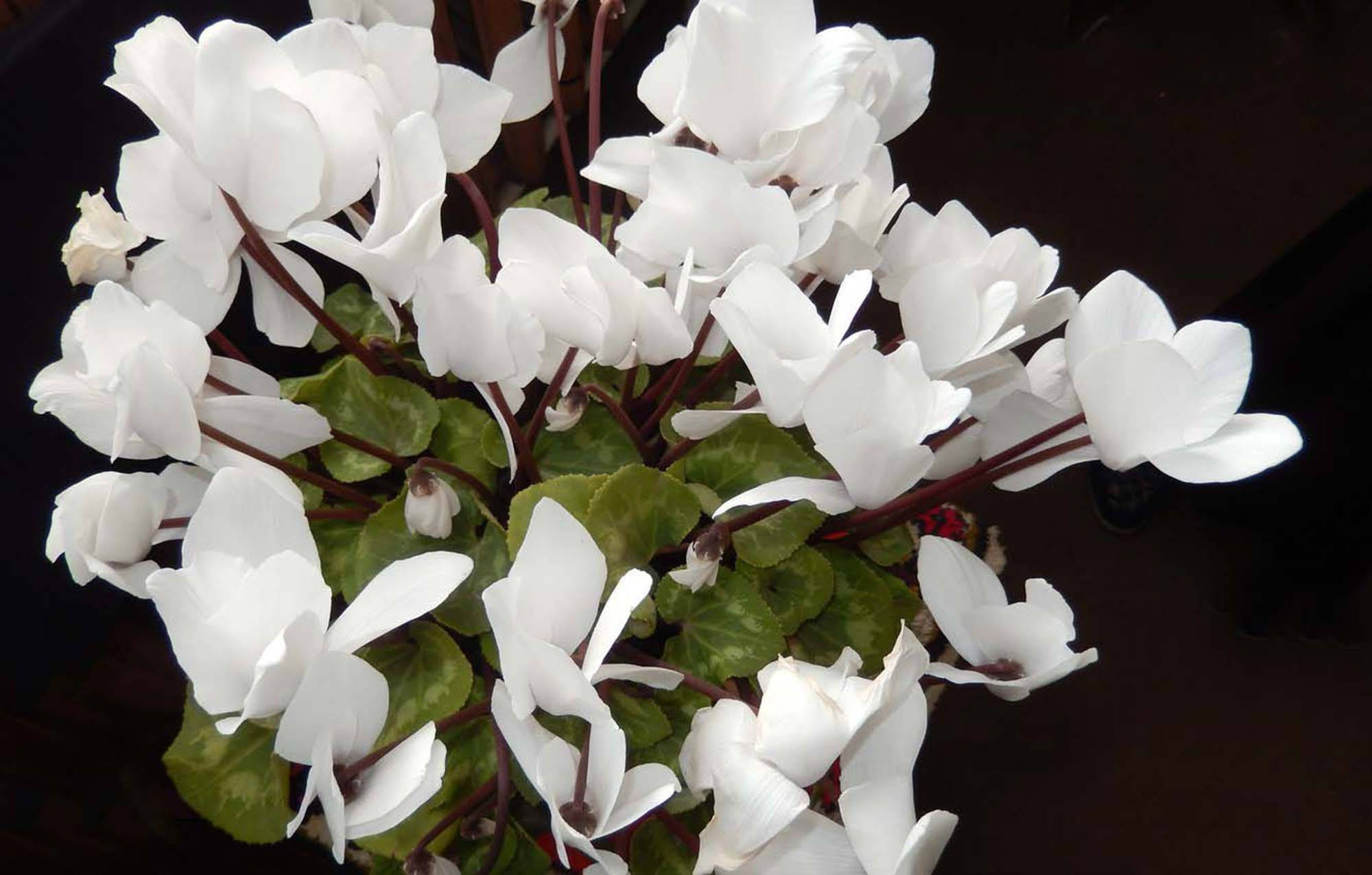 Cyclamen 桌布 壁紙 — 一簇茂盛的純白仙客來花，帶有栗色莖和雜色綠葉，襯托在深色背景上。