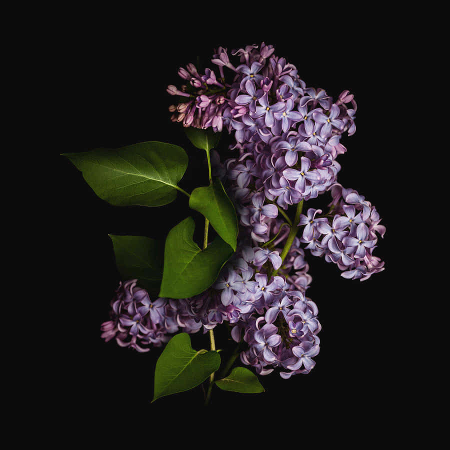 花 桌布 壁紙 — 一簇茂盛的紫色丁香花，配以綠葉，在純黑背景下格外突出。
