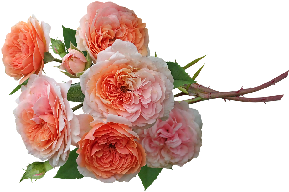 Pink Flowers 桌布 壁紙 — 一簇茂盛的蜜桃色和奶油色玫瑰，帶有綠葉和帶刺的莖，襯托在純黑色背景上。