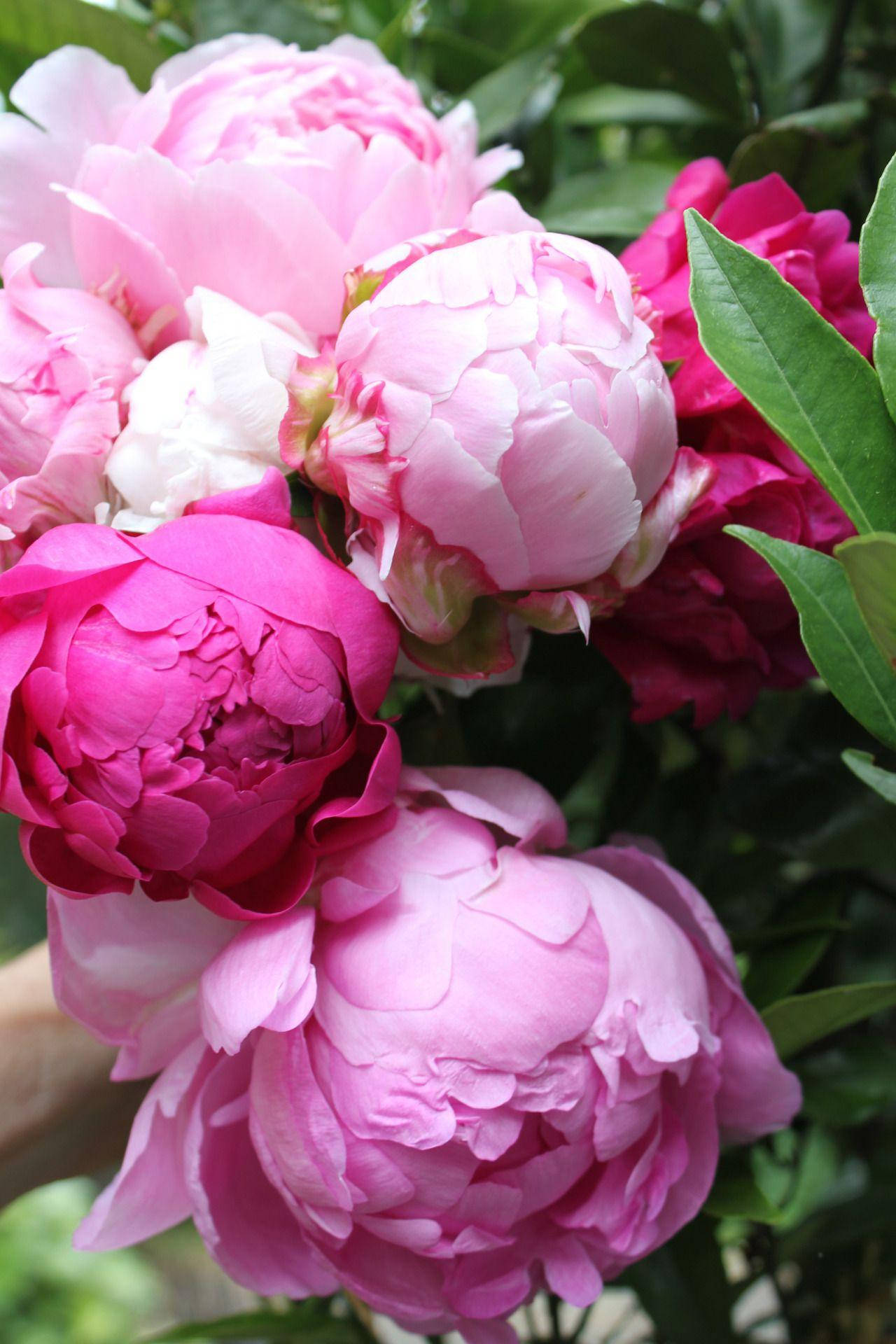 Peony 桌布 壁紙 — 一簇茂盛的鮮粉紅色和洋紅色牡丹，帶有精緻的分層花瓣和深綠色葉子，在柔和自然光下。