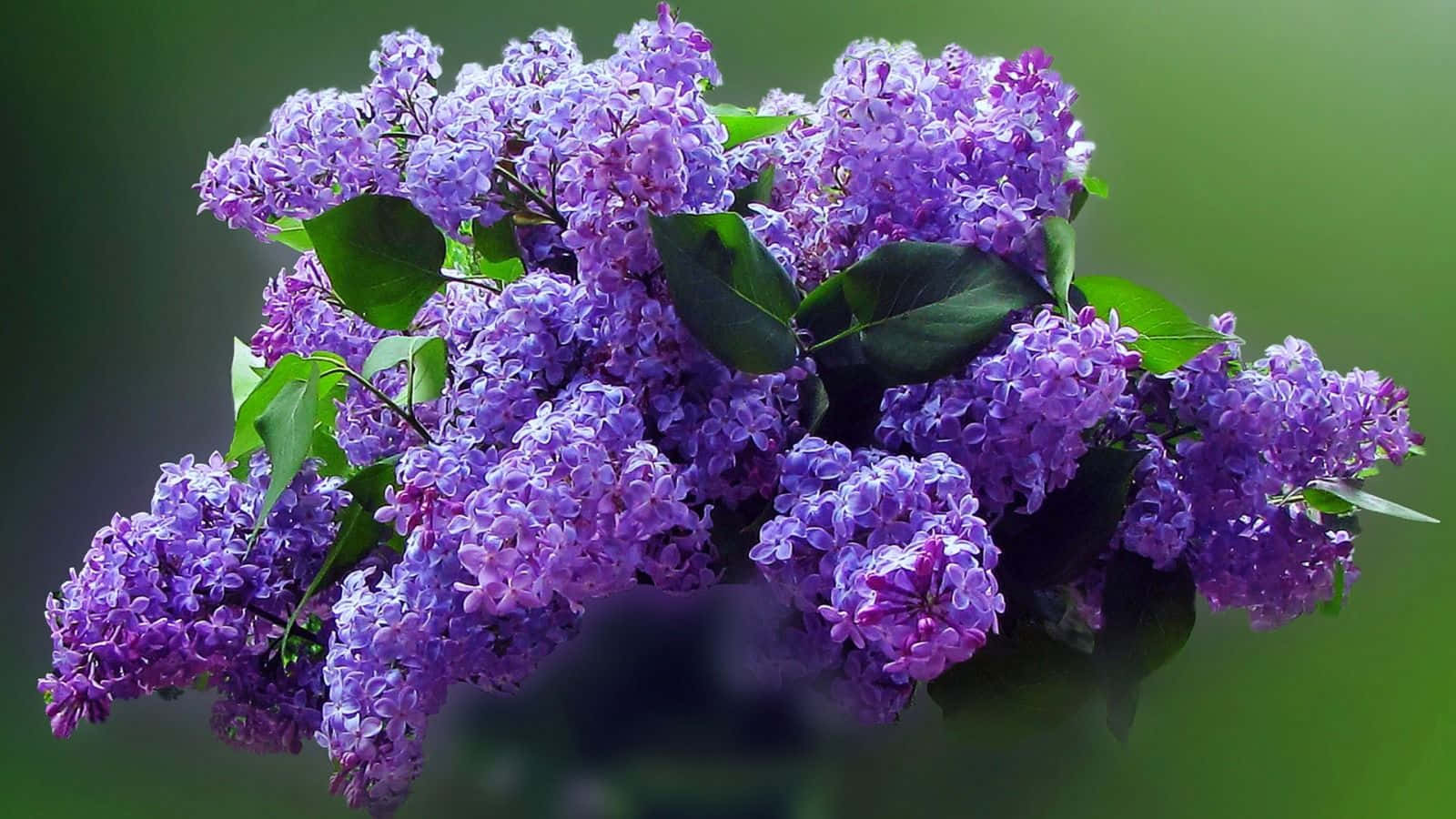 Lilac Tree 桌布 壁紙 — 一簇茂盛的鮮紫色丁香花，搭配深綠色葉子，背景是柔和模糊的綠色。