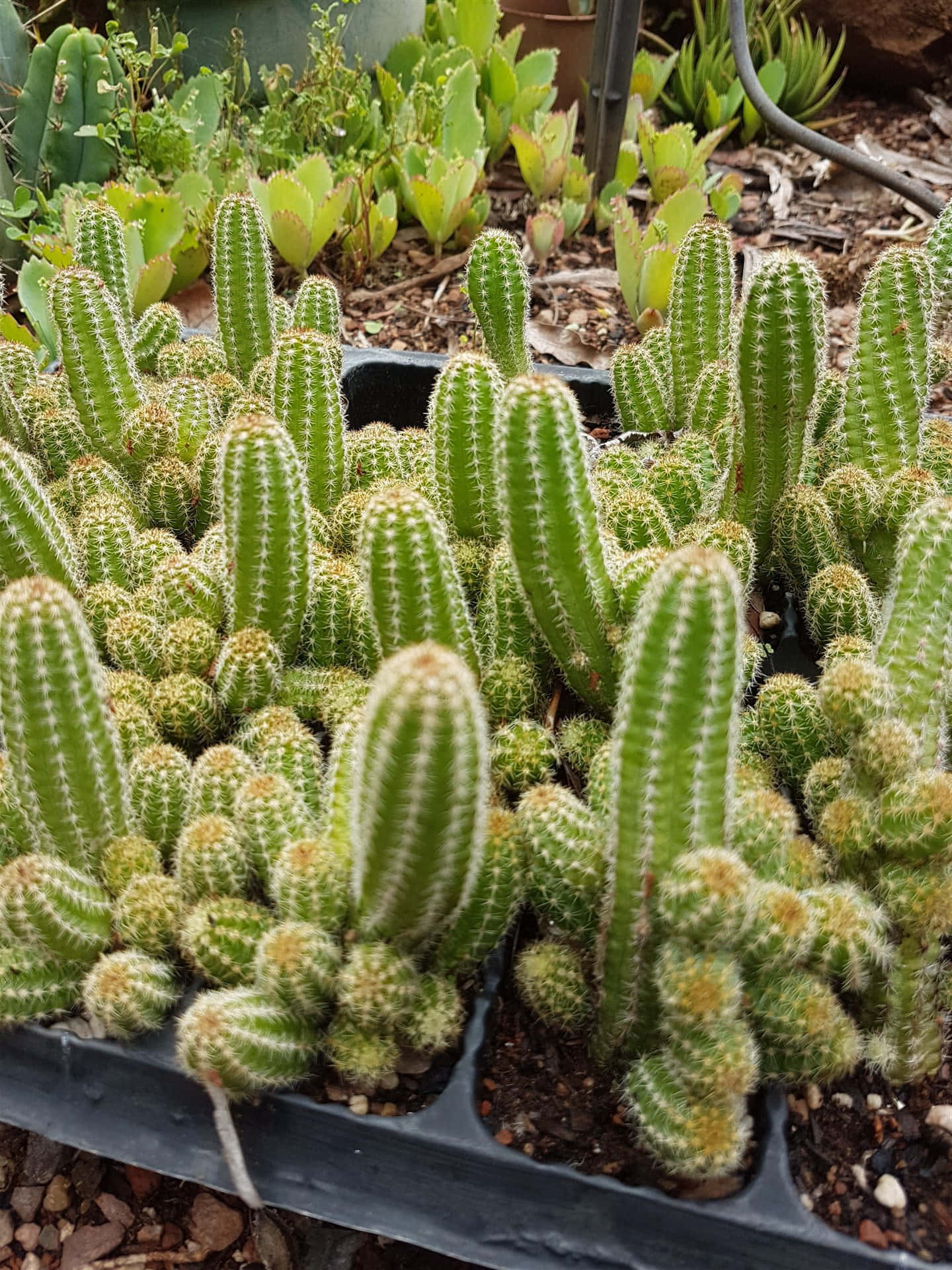 Cactus Plants 桌布 壁紙 — 一簇茂盛的鮮綠色仙人掌，帶有絨毛狀刺，生長在黑色育苗盤中，與其他多肉植物一起。