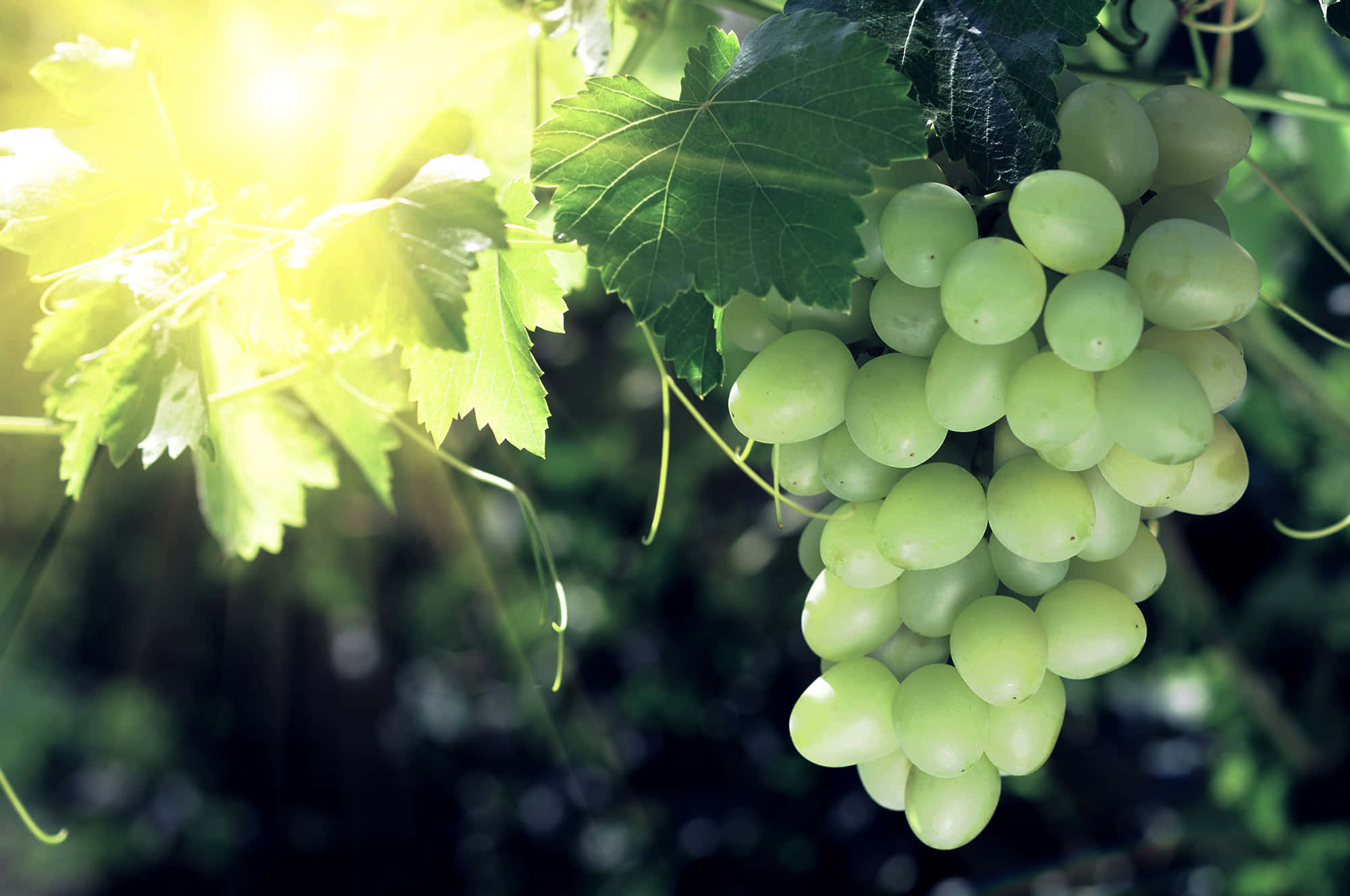 Grapes 桌布 壁紙 — 一簇陽光照耀的綠色葡萄掛在藤蔓上，茂密的葉子在金色逆光中閃閃發光。