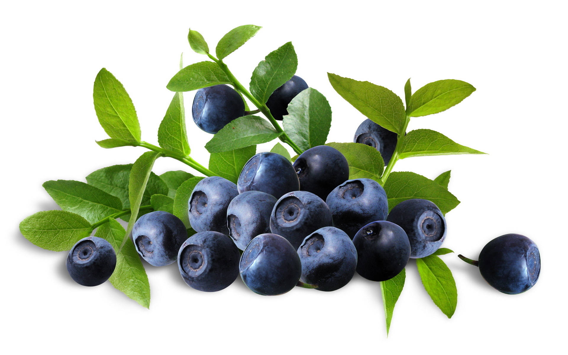 Blueberry 桌布 壁紙 — 一簇飽滿的藍莓，搭配新鮮綠葉，散落在潔白的背景上。