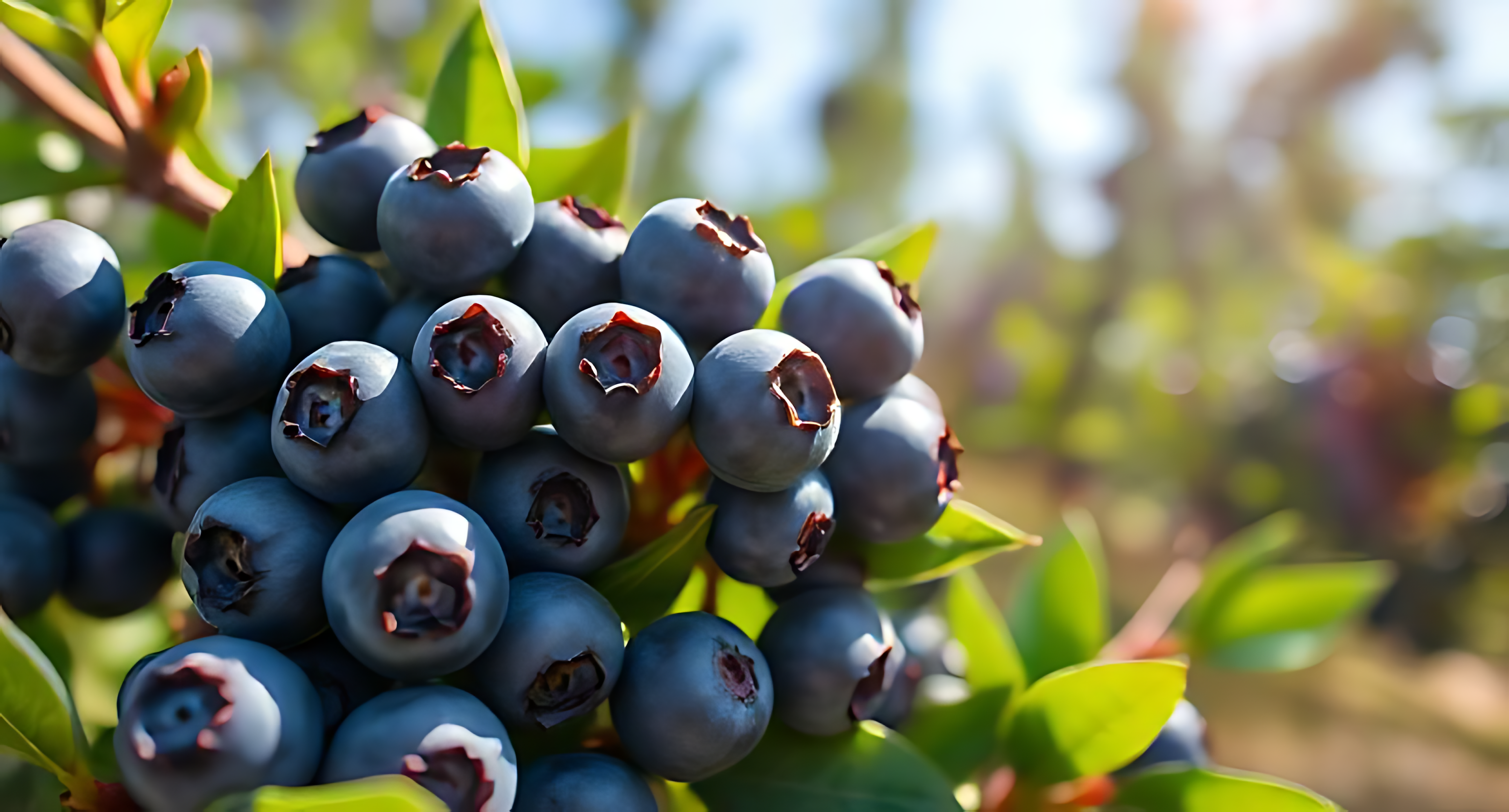 Berries 桌布 壁紙 — 一簇飽滿的藍莓，沐浴在陽光下，深藍色的果皮和紅色的冠部藏在鮮綠的葉子之間。