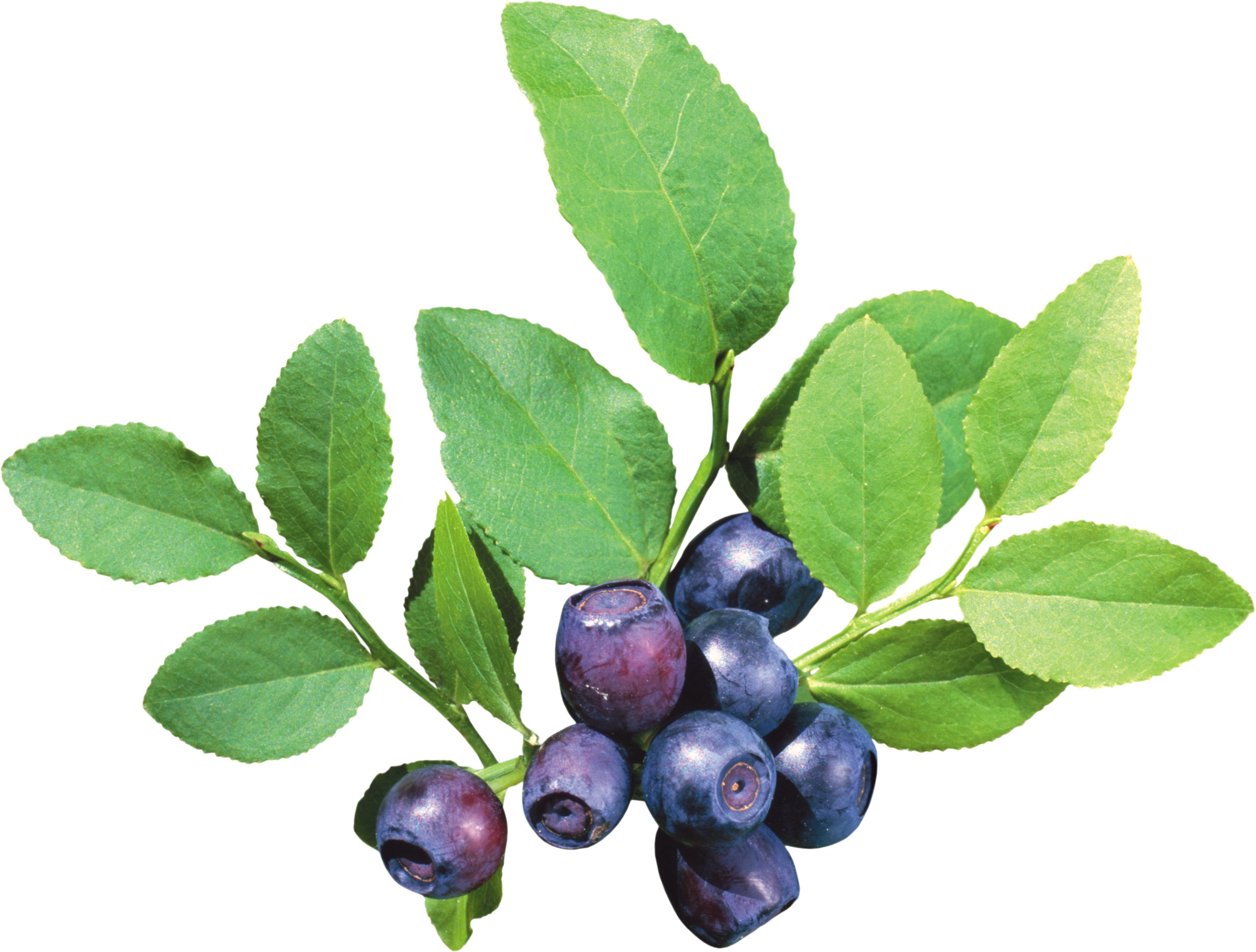 Fruit 桌布 壁紙 — 一簇飽滿的藍莓，表面帶有露珠，依偎在鮮綠的葉子之間，背景是潔淨的白色。