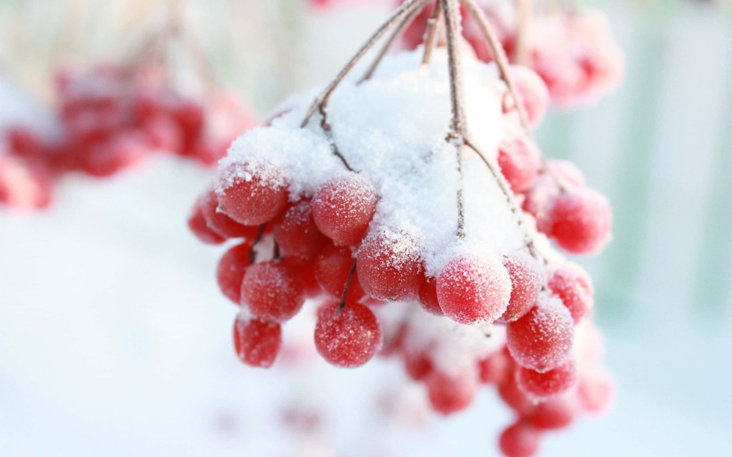 Winter Berries 桌布 壁紙 — 一簇鮮紅的漿果上灑滿了新雪，在柔和冬日陽光下閃閃發光。
