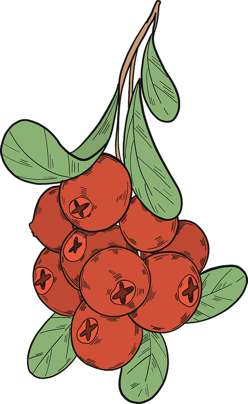 Healthy Food 桌布 壁紙 — 一簇鮮紅色的漿果，帶有深色X標記和綠葉，懸掛在柔和的青綠色背景上。