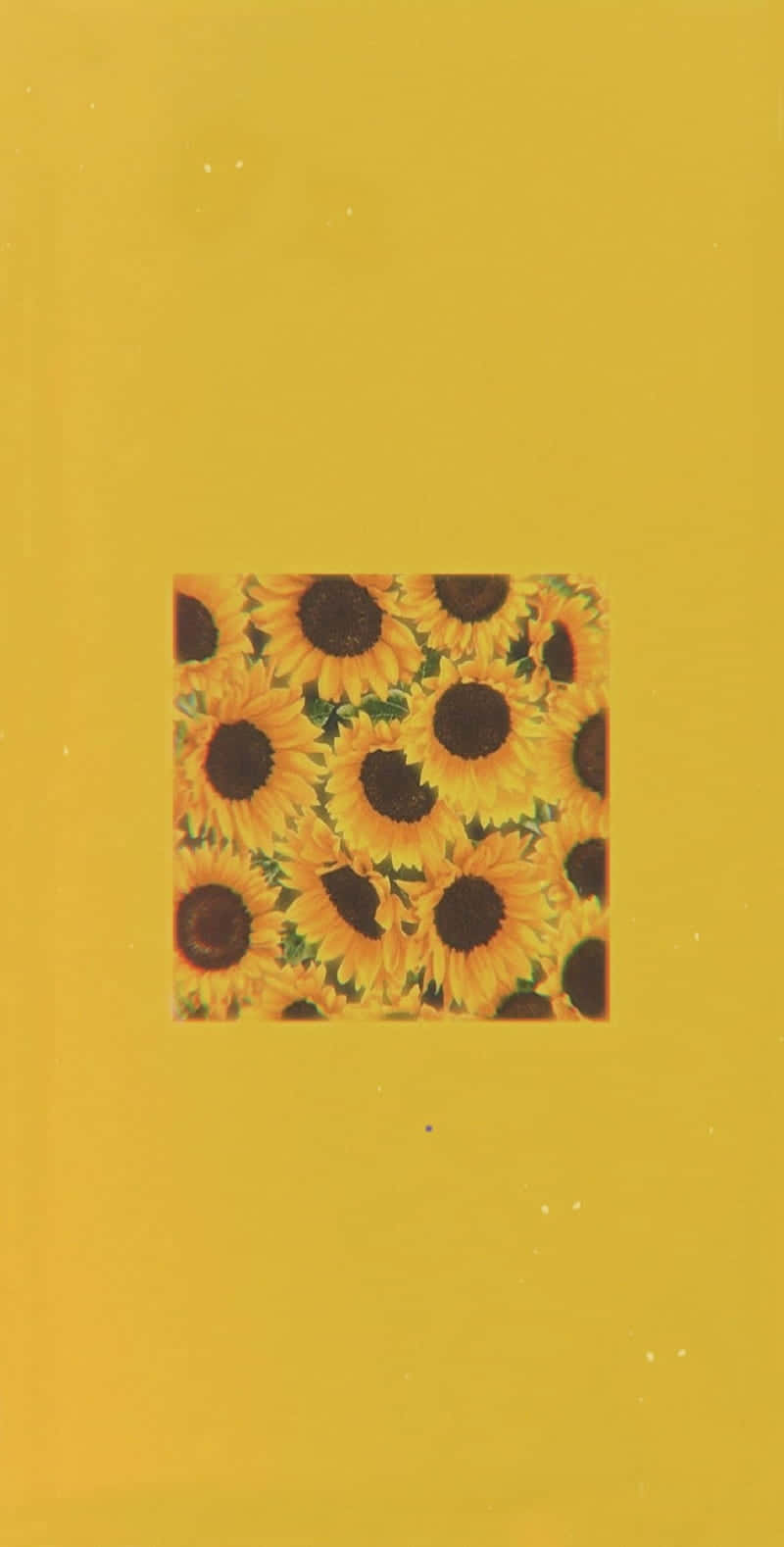 Sunflower Aesthetic iPhone 桌布 壁紙 — 一簇鮮豔的向日葵，中心深色，呈方形排列，在純芥末黃色背景上盛開。