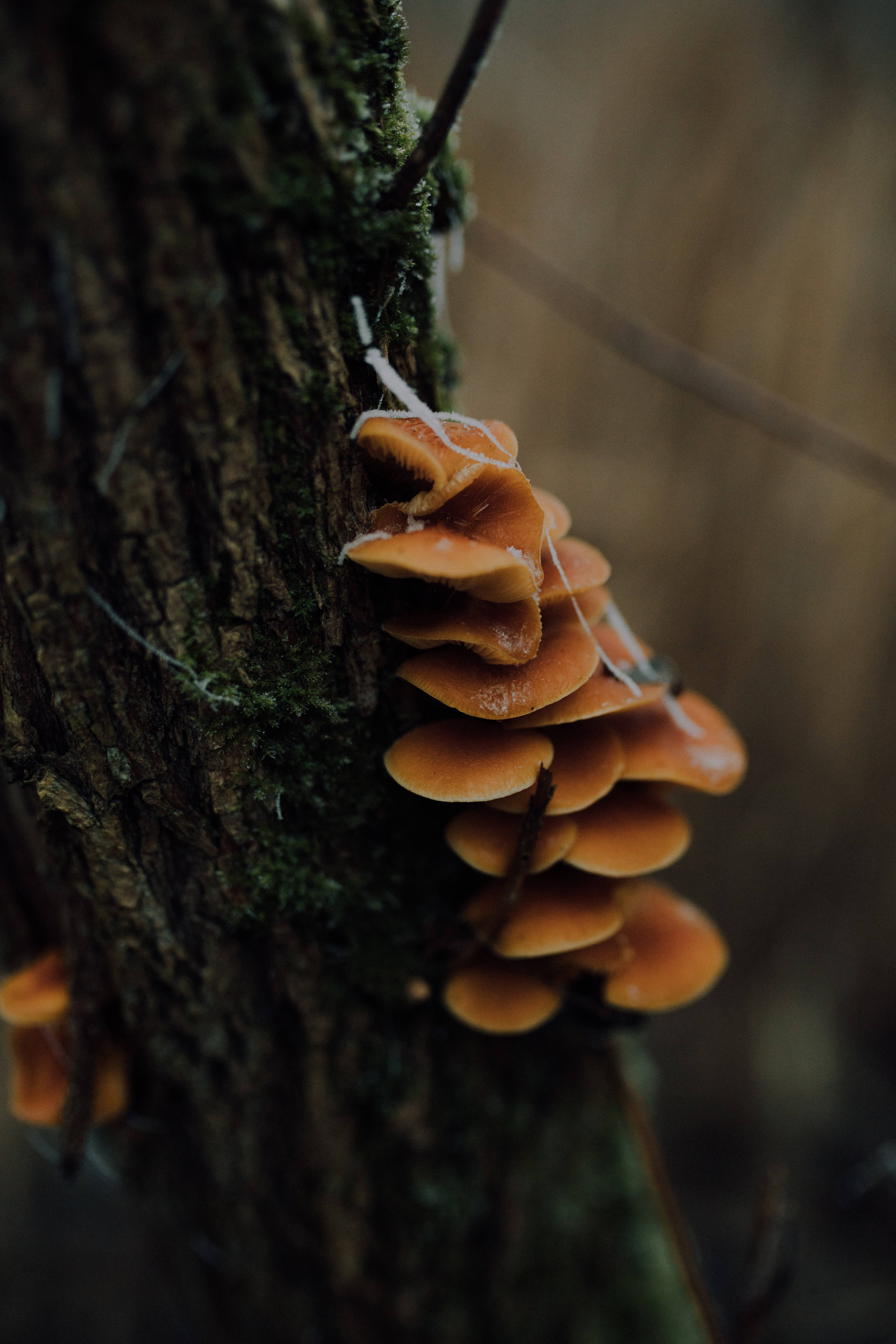 Mushroom Aesthetic 桌布 壁紙 — 一簇鮮豔的橙色層架菌在陰暗森林中，層層生長在長滿苔蘚的樹幹上。