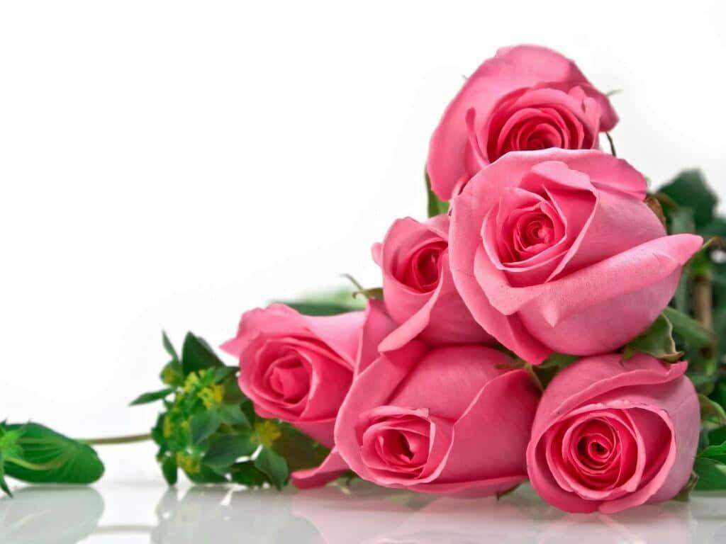 Best Roses 桌布 壁紙 — 一簇鮮豔的粉紅玫瑰，搭配茂盛的綠葉，優雅地放置在反光的白色表面上。