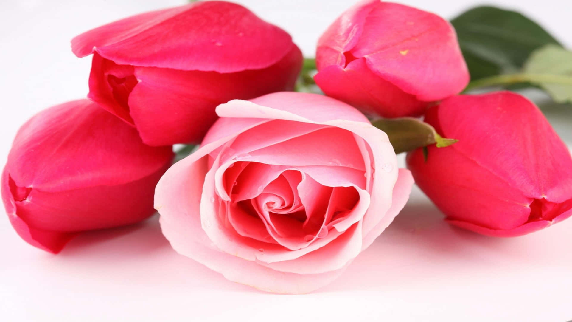 Rose Flower 桌布 壁紙 — 一簇鮮豔的粉紅玫瑰和花蕾，搭配茂盛的綠葉，襯托在潔白的背景上。