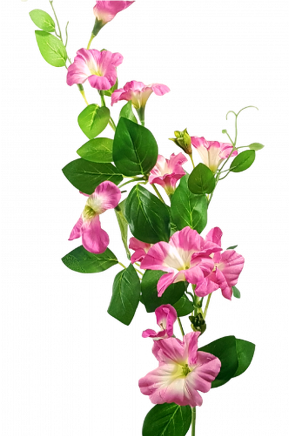 花 桌布 壁紙 — 一簇鮮豔的粉紅色和白色喇叭形花朵，搭配茂盛的綠葉，在純黑背景上層疊而下。