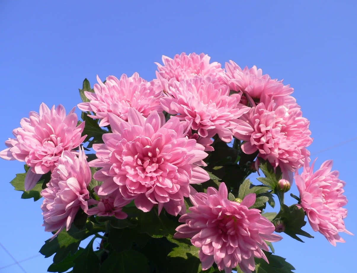 Pink Chrysanthemums 桌布 壁紙 — 一簇鮮豔的粉紅色菊花在晴朗的藍天和茂盛的綠葉襯托下盛開。