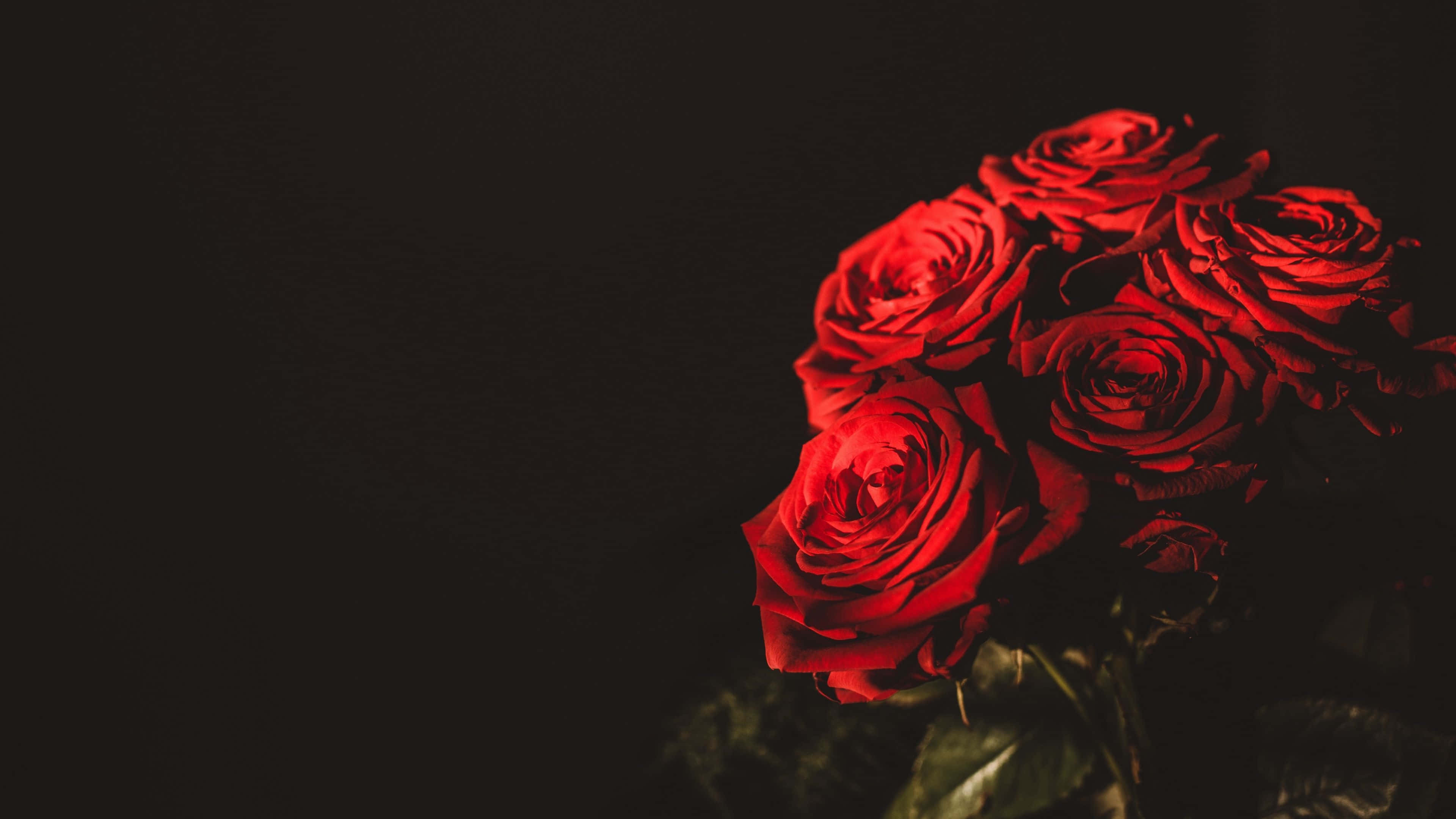 Roses 桌布 壁紙 — 一簇鮮豔的紅玫瑰在深黑色背景上以戲劇性的燈光閃耀。