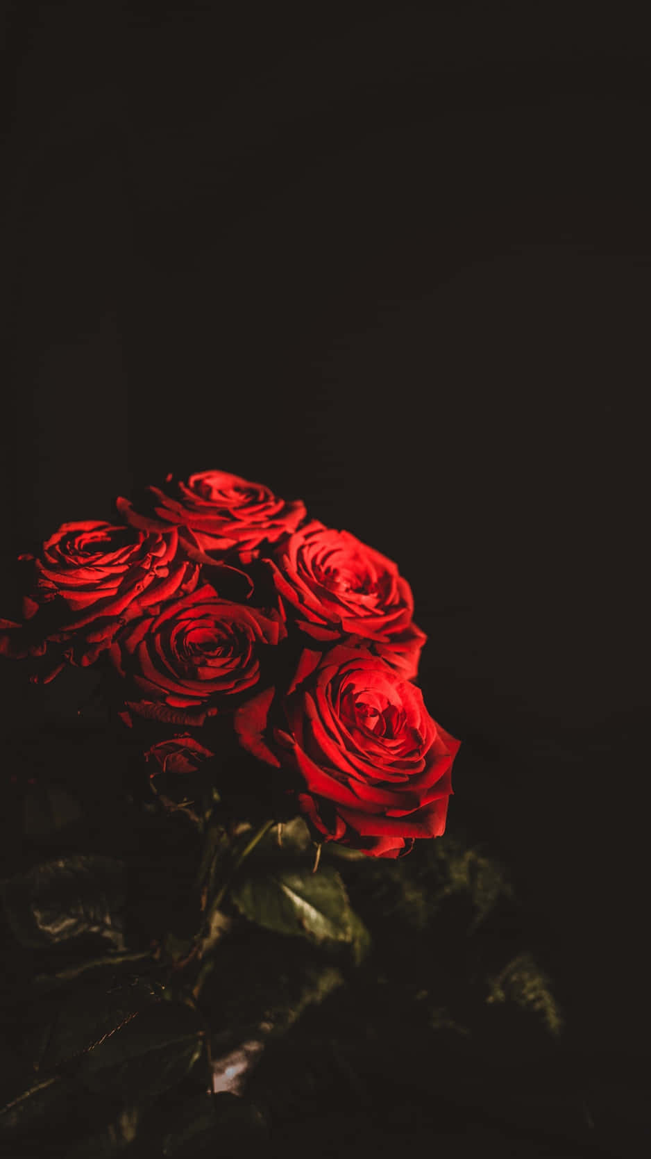 Roses 桌布 壁紙 — 一簇鮮豔的紅玫瑰在深黑色背景上閃耀，帶有戲劇性的燈光。