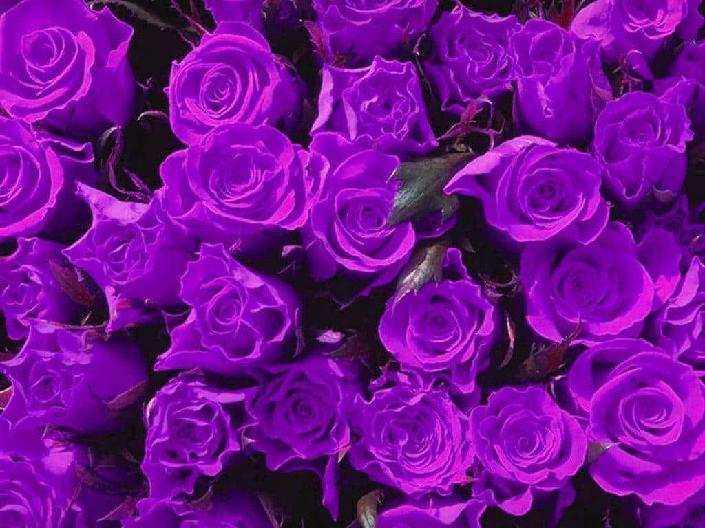 Purple Flowers 桌布 壁紙 — 一簇鮮豔的紫色玫瑰，深綠色葉子，黑色背景。