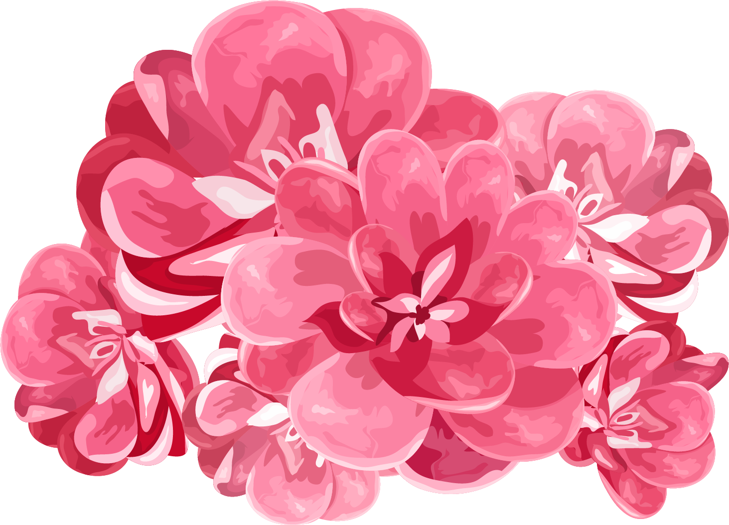 Peony 桌布 壁紙 — 一簇鮮豔的風格化粉紅色花朵，帶有層疊花瓣和柔和陰影，襯以白色背景。