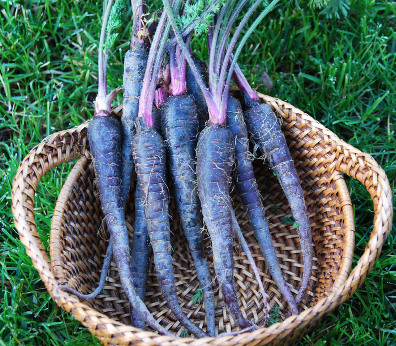 Purple Carrots 桌布 壁紙 — 一籃新鮮收穫的紫色胡蘿蔔，帶有綠色頂部，放在鮮綠色的草地上。