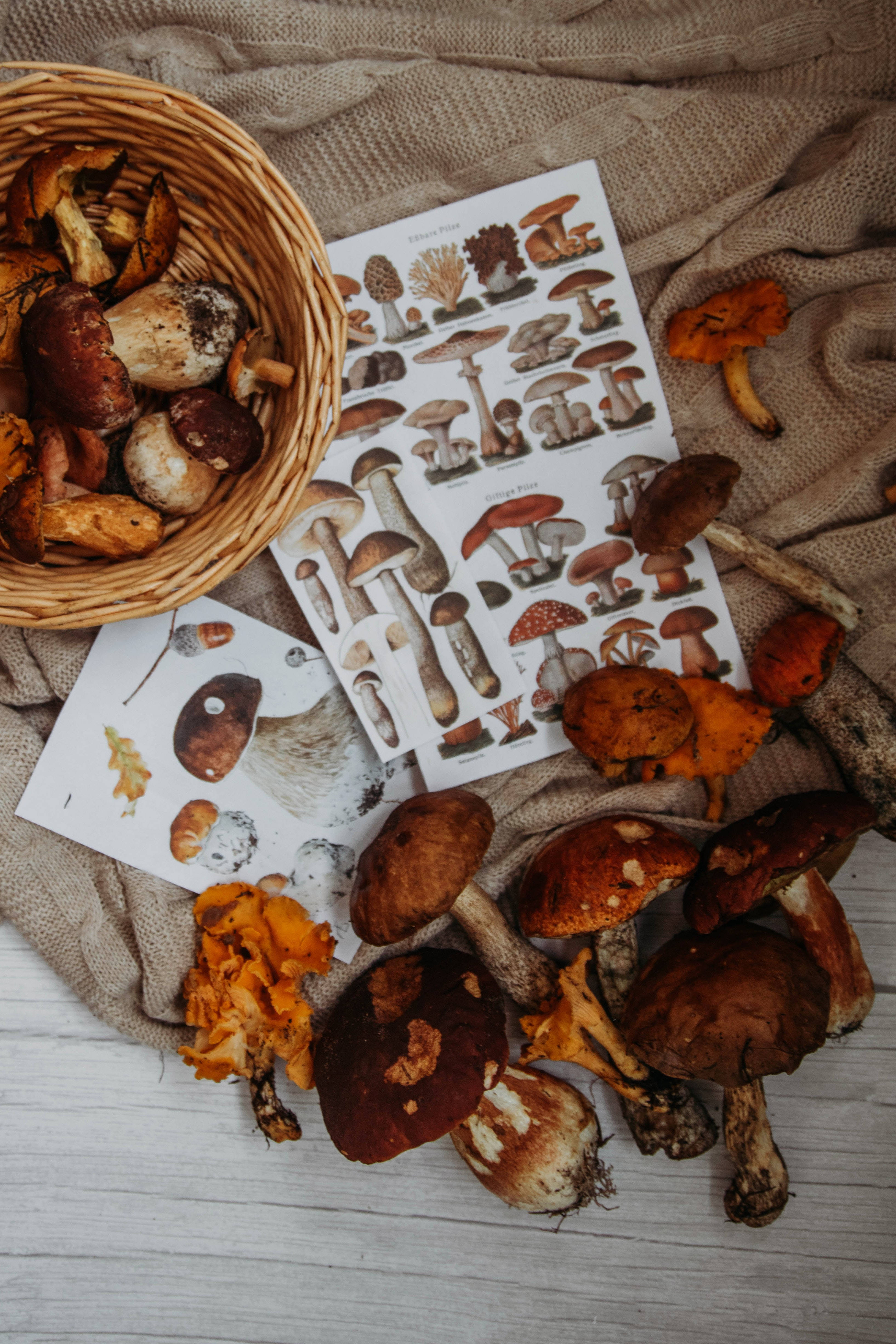 Mushroom Aesthetic 桌布 壁紙 — 一籃新鮮蘑菇旁邊放著復古植物版畫和散落的野生菌類，置於舒適的米色布料上。