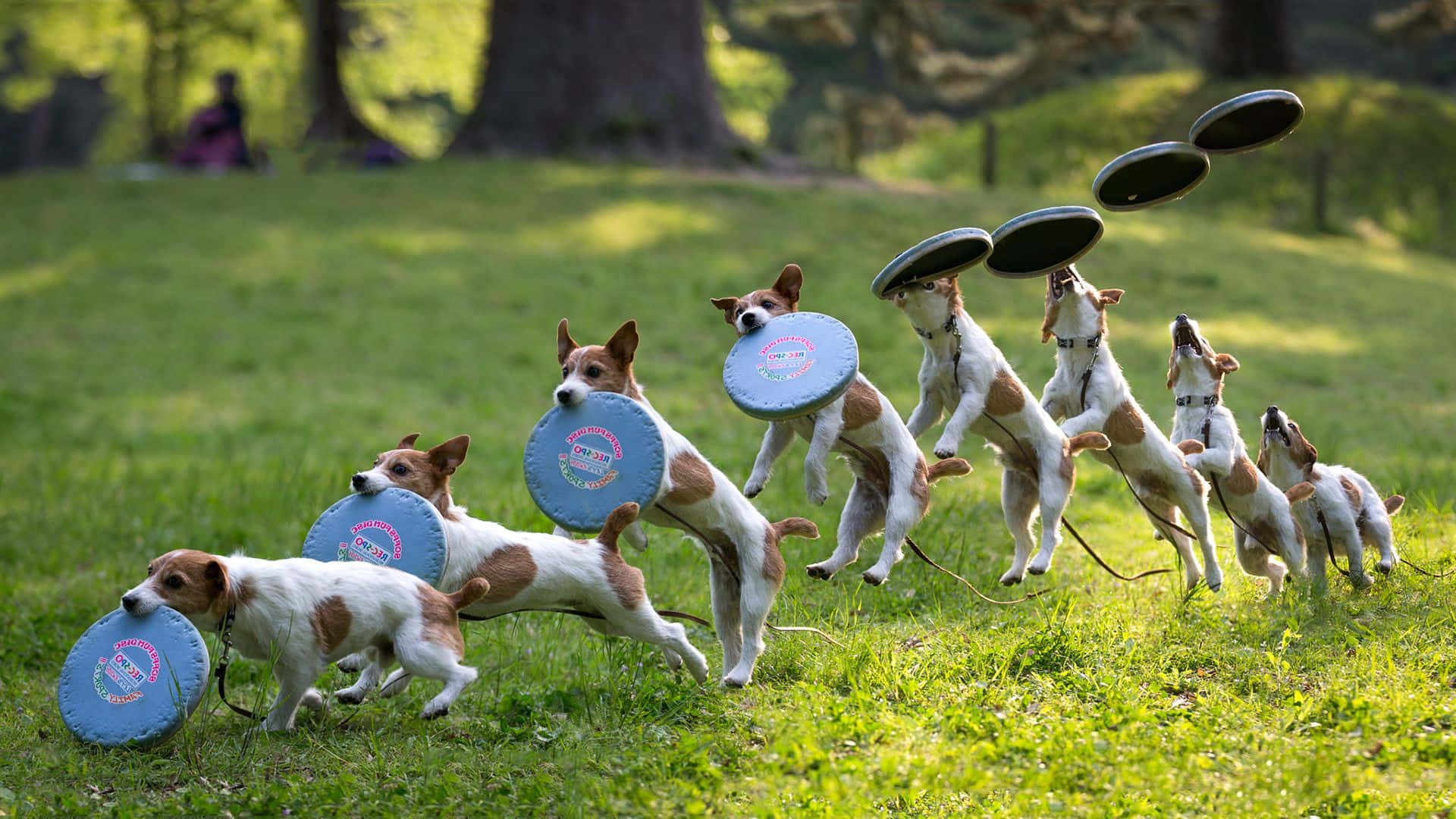 HD Frisbee 桌布 壁紙 — 一系列動態的傑克羅素㹴在陽光明媚的草地上跳起接飛盤。