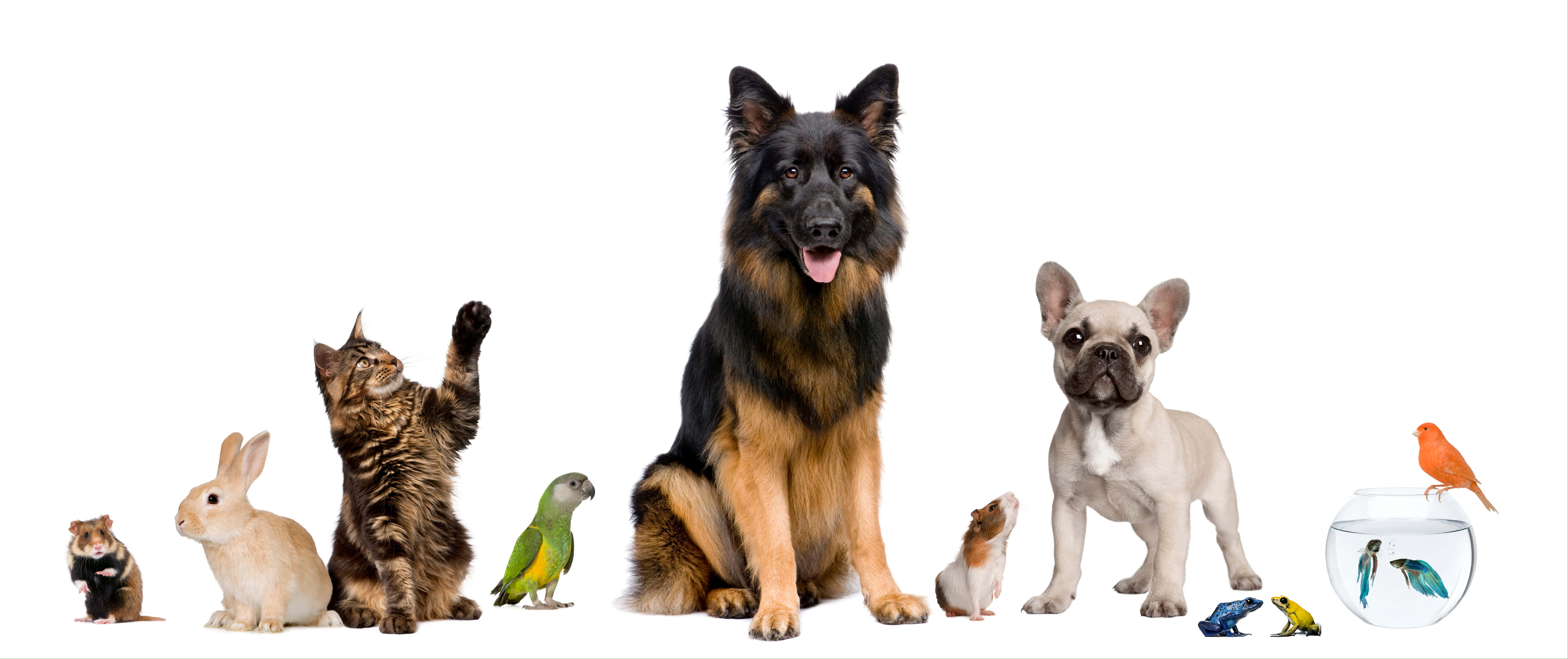 pets 桌布 壁紙 — 一系列多樣化的寵物，包括德國牧羊犬、法國鬥牛犬、貓、兔子、倉鼠、鸚鵡和碗中的魚，背景為純白色。