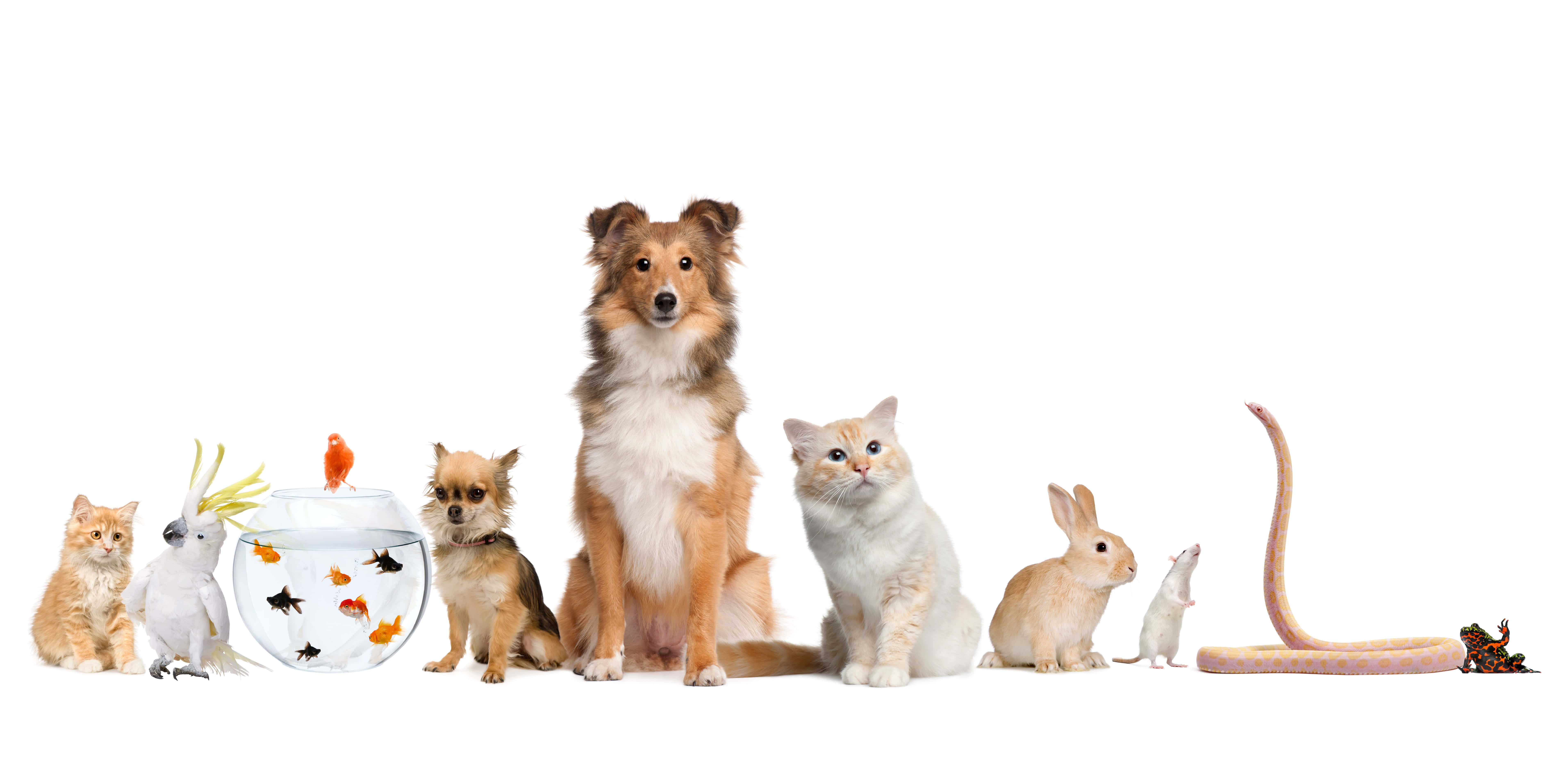 pets 桌布 壁紙 — 一系列多樣化的寵物，包括狗、貓、兔子和魚缸，背景為純白色。