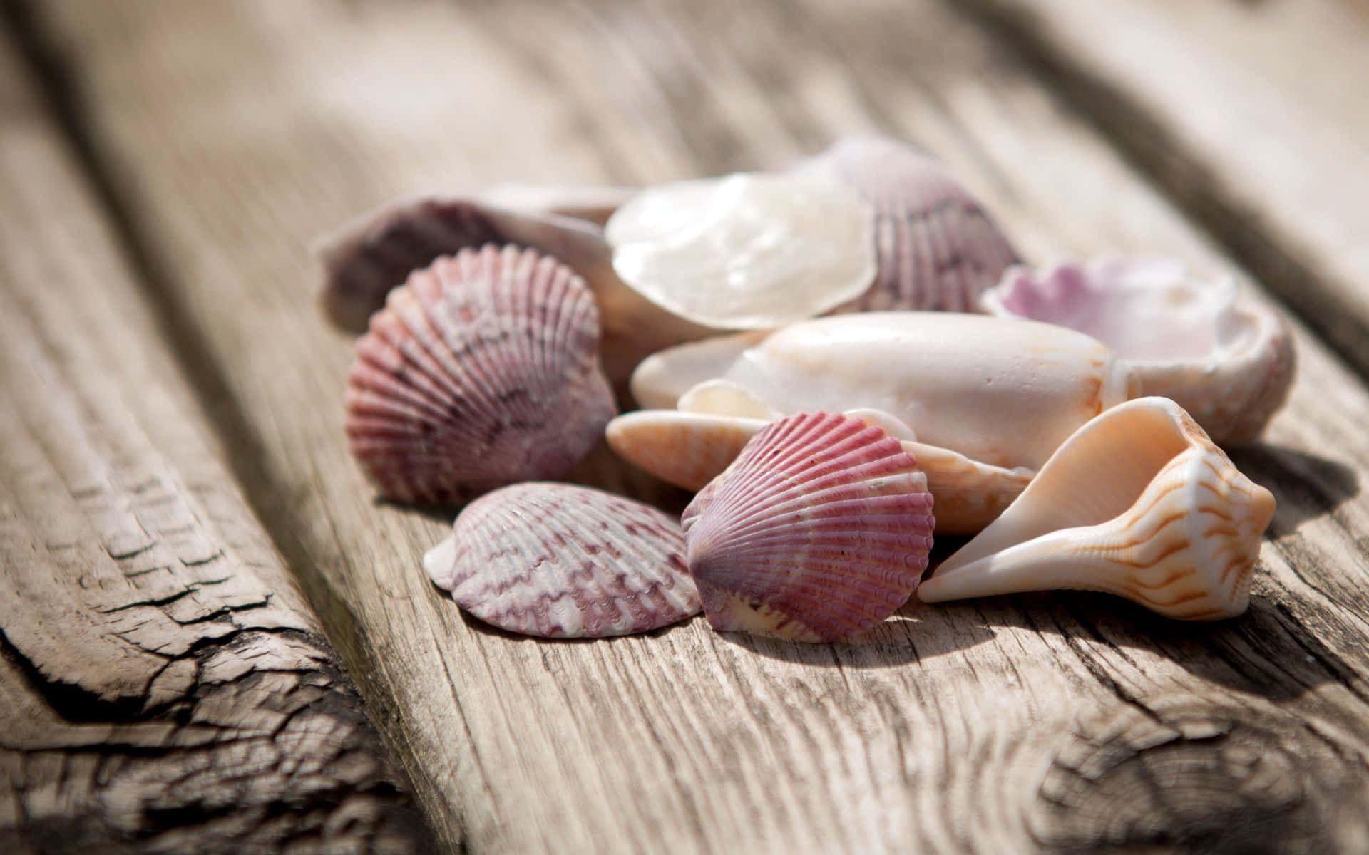Seashell 桌布 壁紙 — 一系列柔和粉紅色和奶油色的各式貝殼，在溫暖的陽光下放置在風化的木板上。