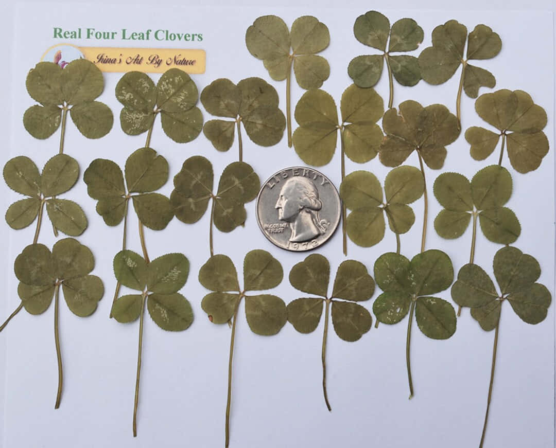 Four Leaf Clover 桌布 壁紙 — 一系列真正的四葉草整齊排列在白色背景上，旁邊放有一枚25美分硬幣作為比例參考。