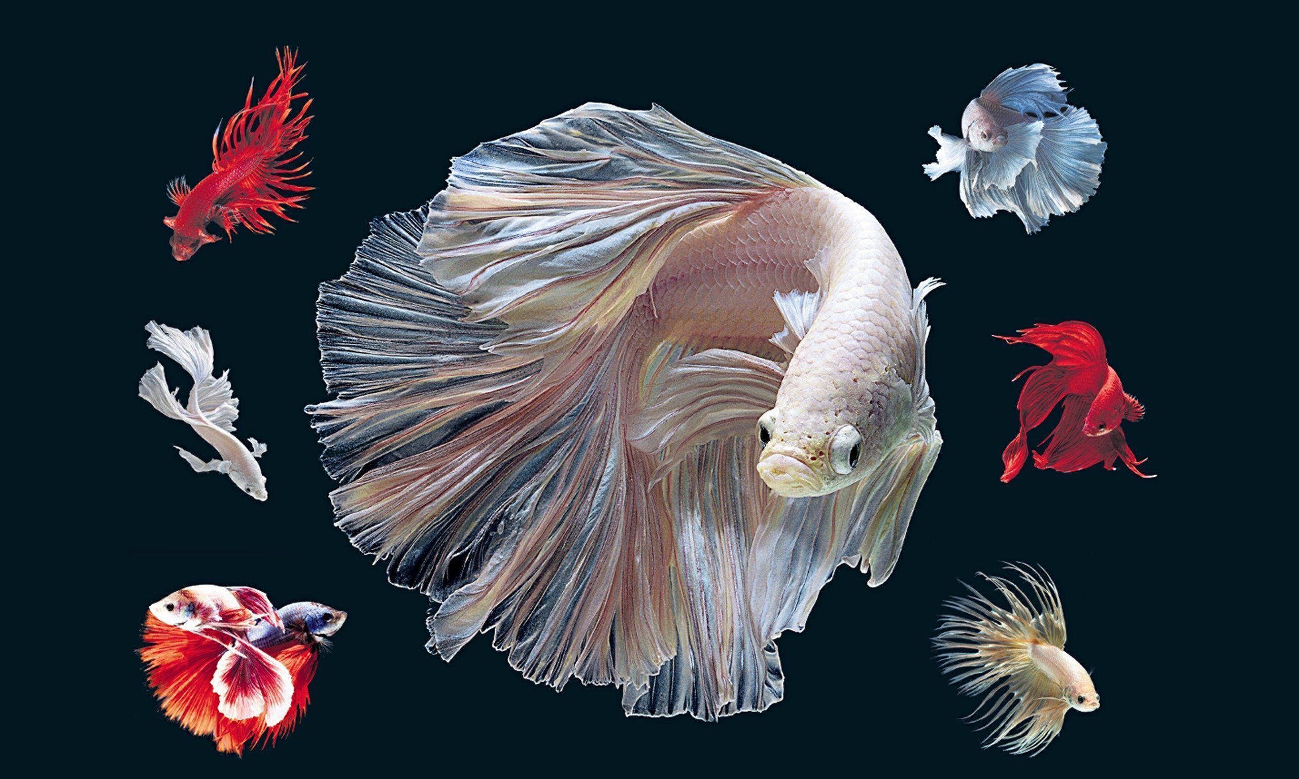 Betta Fish 桌布 壁紙 — 一系列色彩繽紛、魚鰭飄逸的鬥魚在深黑色背景下優雅地游動。