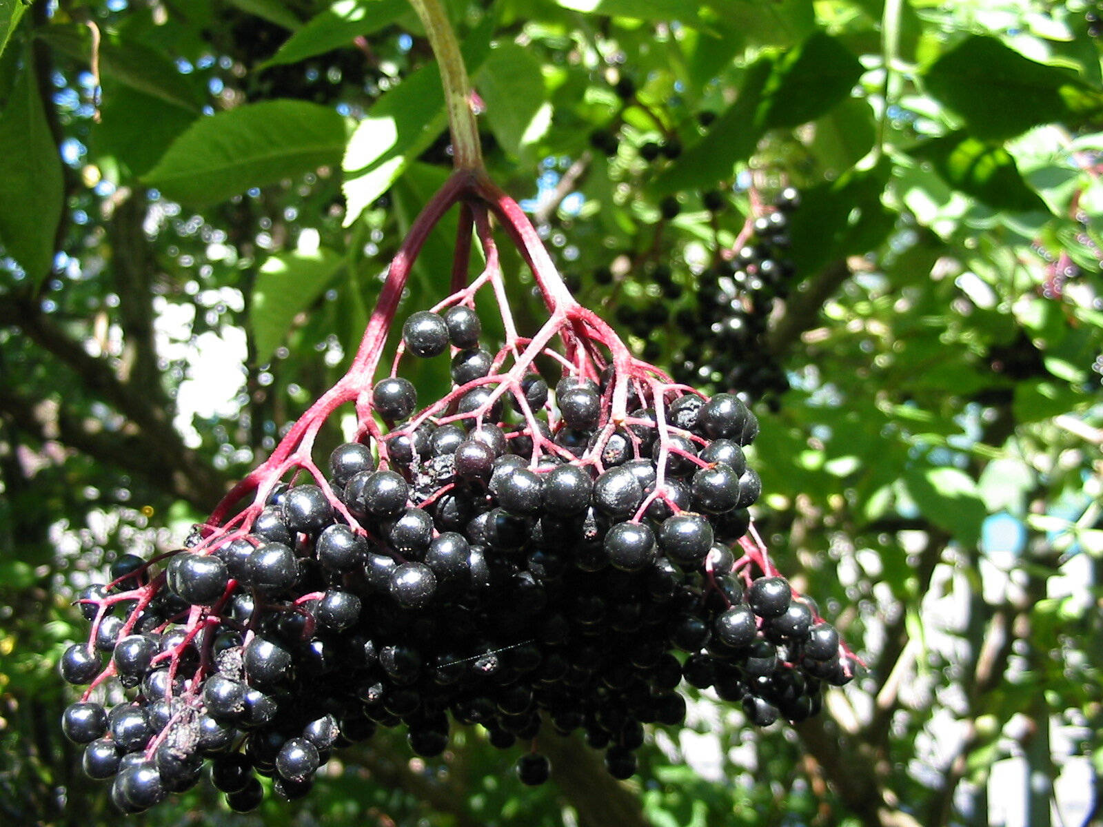 Fruits 桌布 壁紙 — 一組光澤黑色接骨木莓的近距離特寫，它們從帶紅色的莖上成簇垂下，周圍環繞著鮮綠色的葉子。