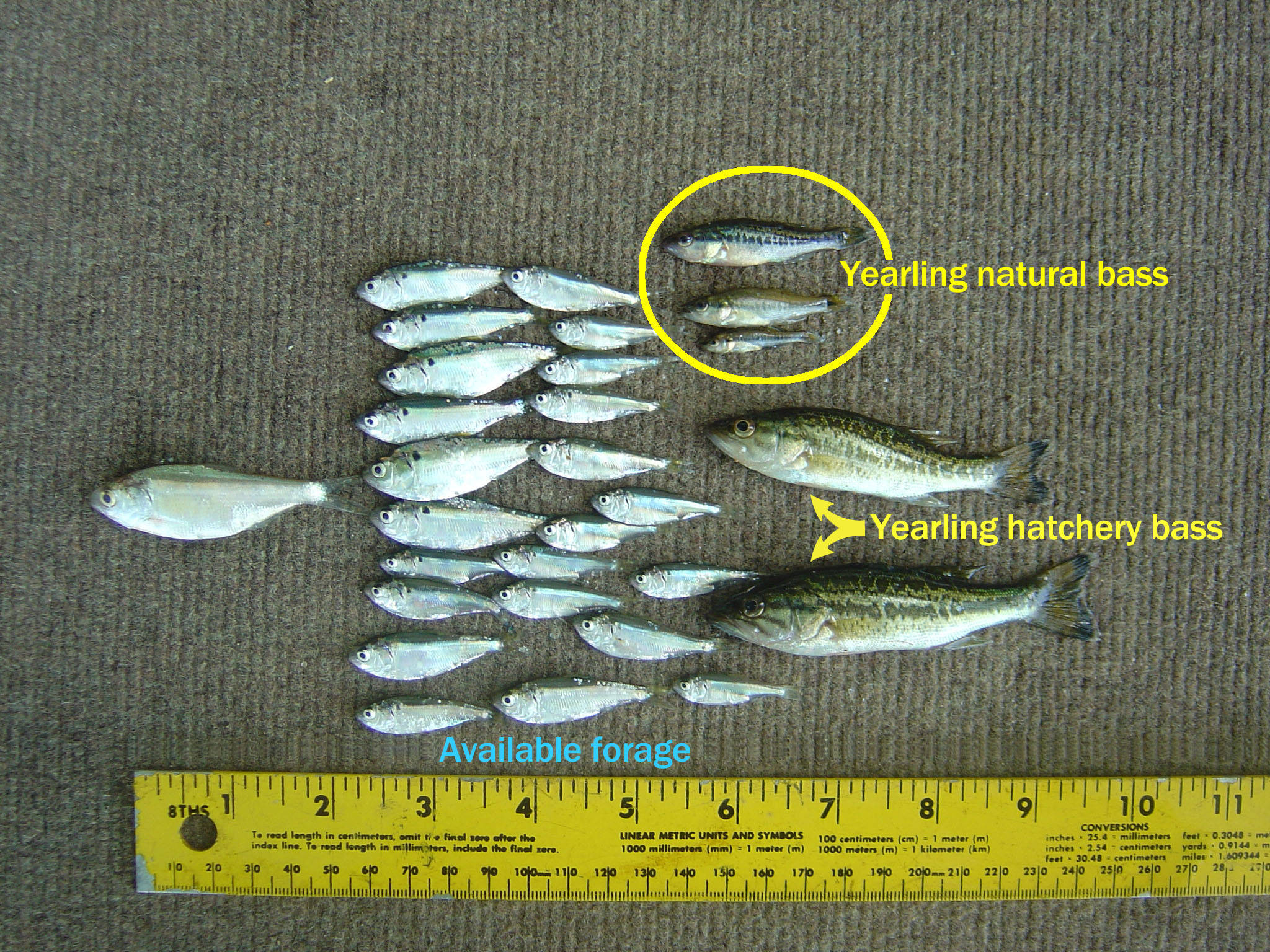 Bass Fishing 桌布 壁紙 — 一組小魚擺放在有紋理的表面上，附有尺子作為比例和標籤，標識一歲天然和養殖鱸魚。