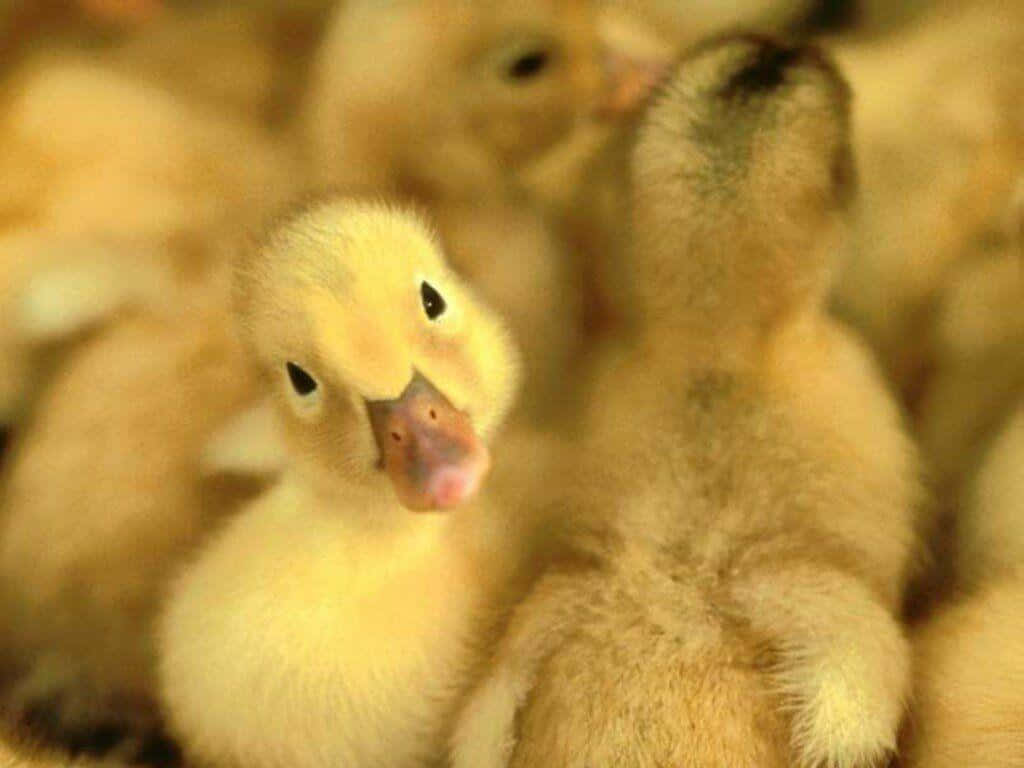 Cute Duck 桌布 壁紙 — 一組毛茸茸的黃色小鴨擠在一起的特寫，其中一隻直視鏡頭。