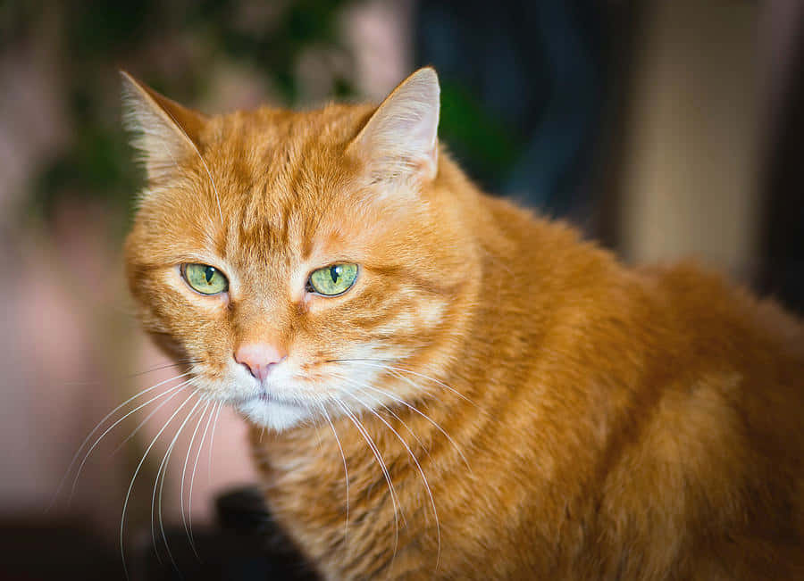 Red Cat 桌布 壁紙 — 一組特寫鏡頭，捕捉一隻薑貓在柔和室內燈光下，以引人注目的綠色眼睛專注地凝視相機。