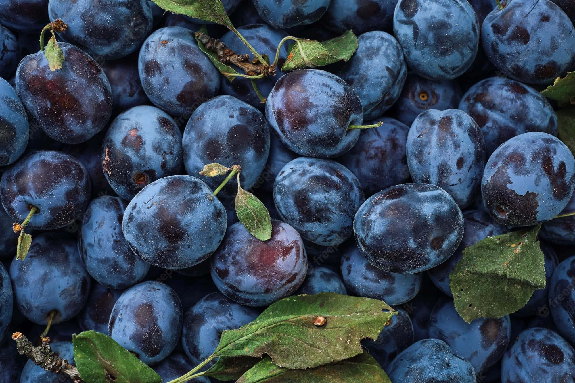 Fruits 桌布 壁紙 — 一組飽滿的深紫色李子，帶有綠葉和莖的緊密特寫。