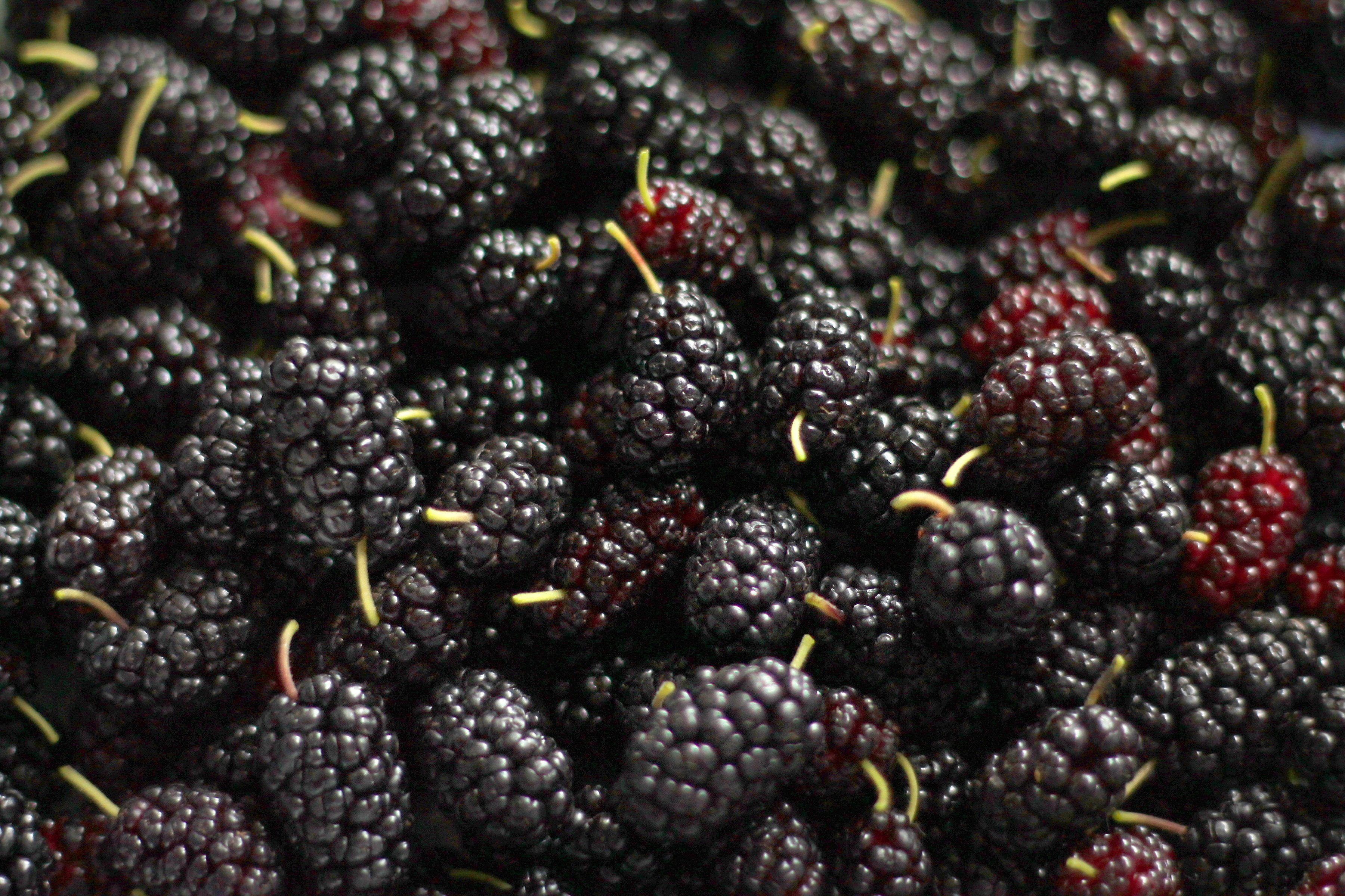 Fruits 桌布 壁紙 — 一組飽滿的深色桑葚特寫，其中夾雜一些紅色桑葚和綠色莖。
