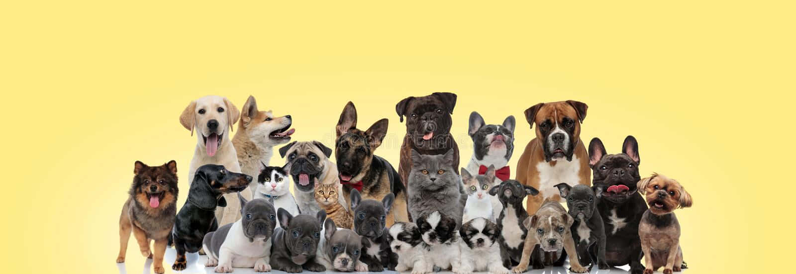 動物 桌布 壁紙 — 一群不同品種的狗和貓在純黃色背景前開心地一起擺姿勢。