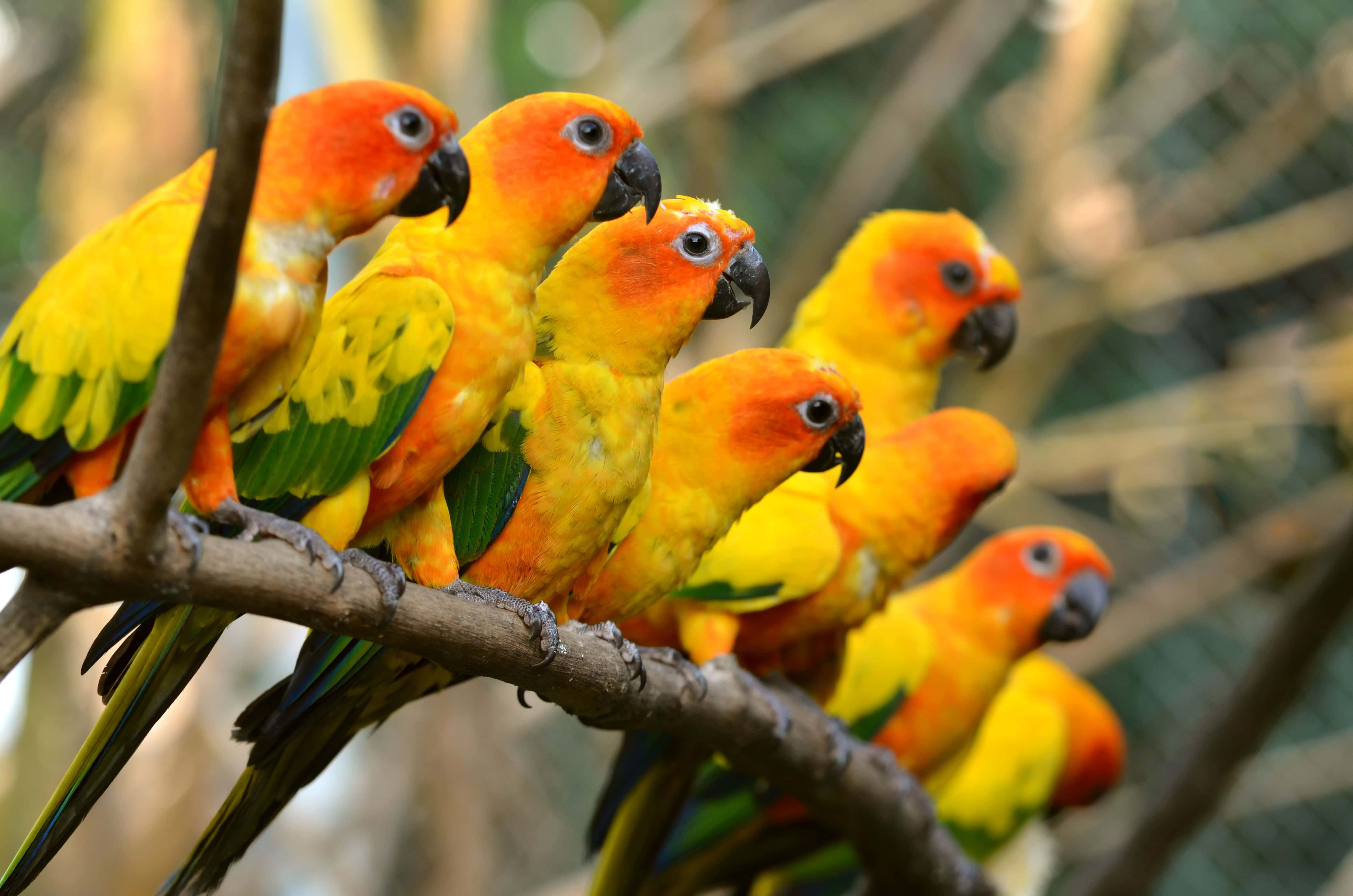 parrot 桌布 壁紙 — 一群充滿活力的太陽錐尾鸚鵡緊密地棲息在樹枝上，牠們橙色的頭部和黃綠色的羽毛在柔和的光線下閃閃發光。