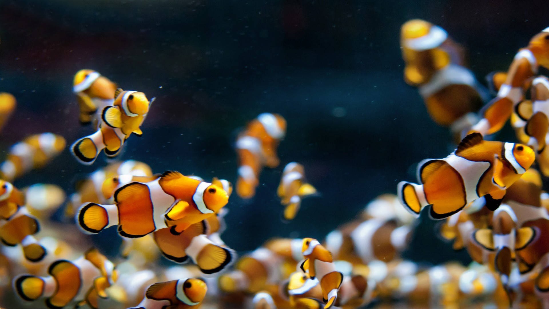 酷魚 桌布 壁紙 — 一群充滿活力的橙白色小丑魚在深藍色水中優雅地游動，背景帶有柔和散景效果。