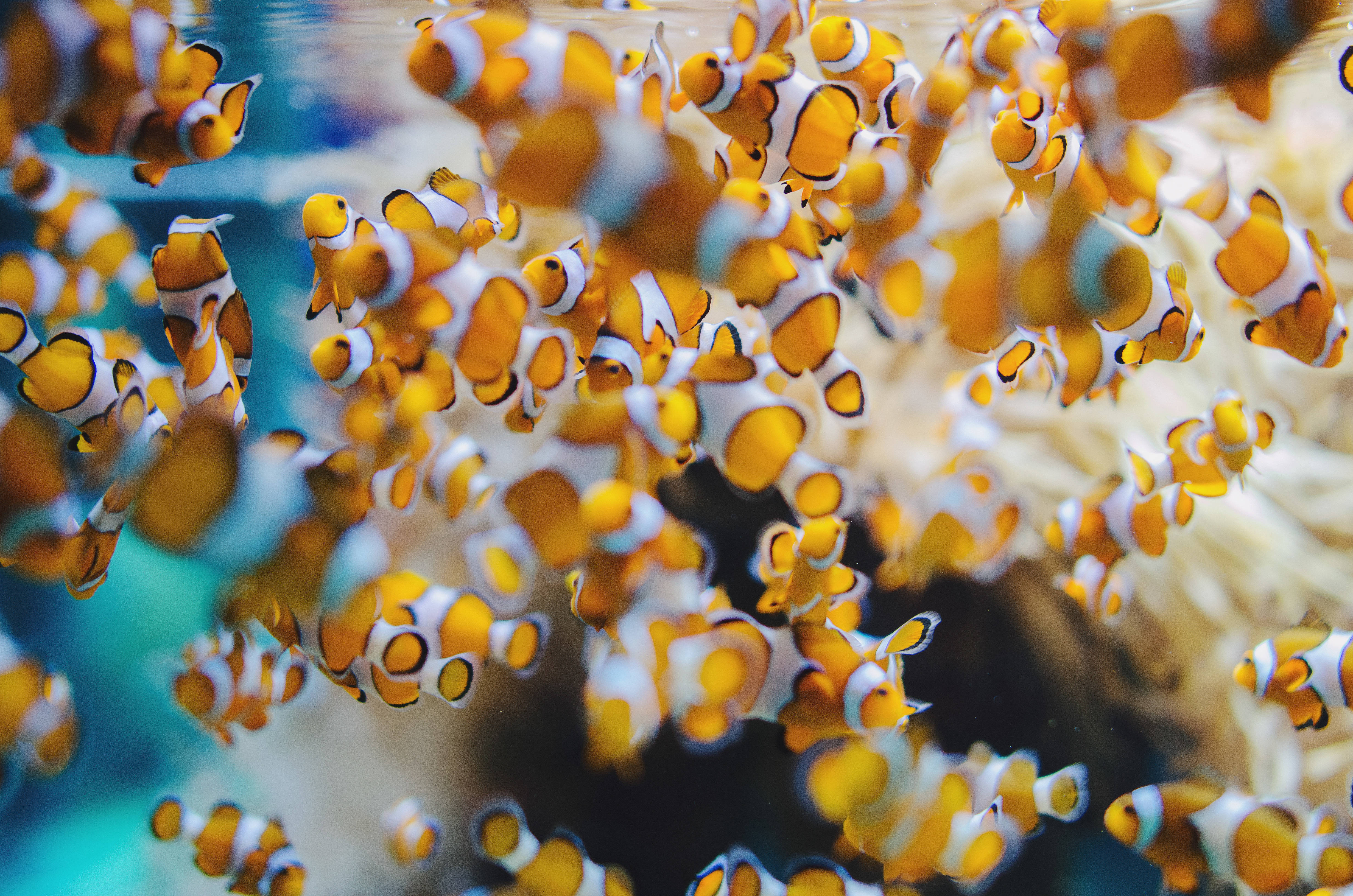魚 桌布 壁紙 — 一群充滿活力的橙白色小丑魚在清澈的藍色海水下，於軟珊瑚礁附近動態地游動。