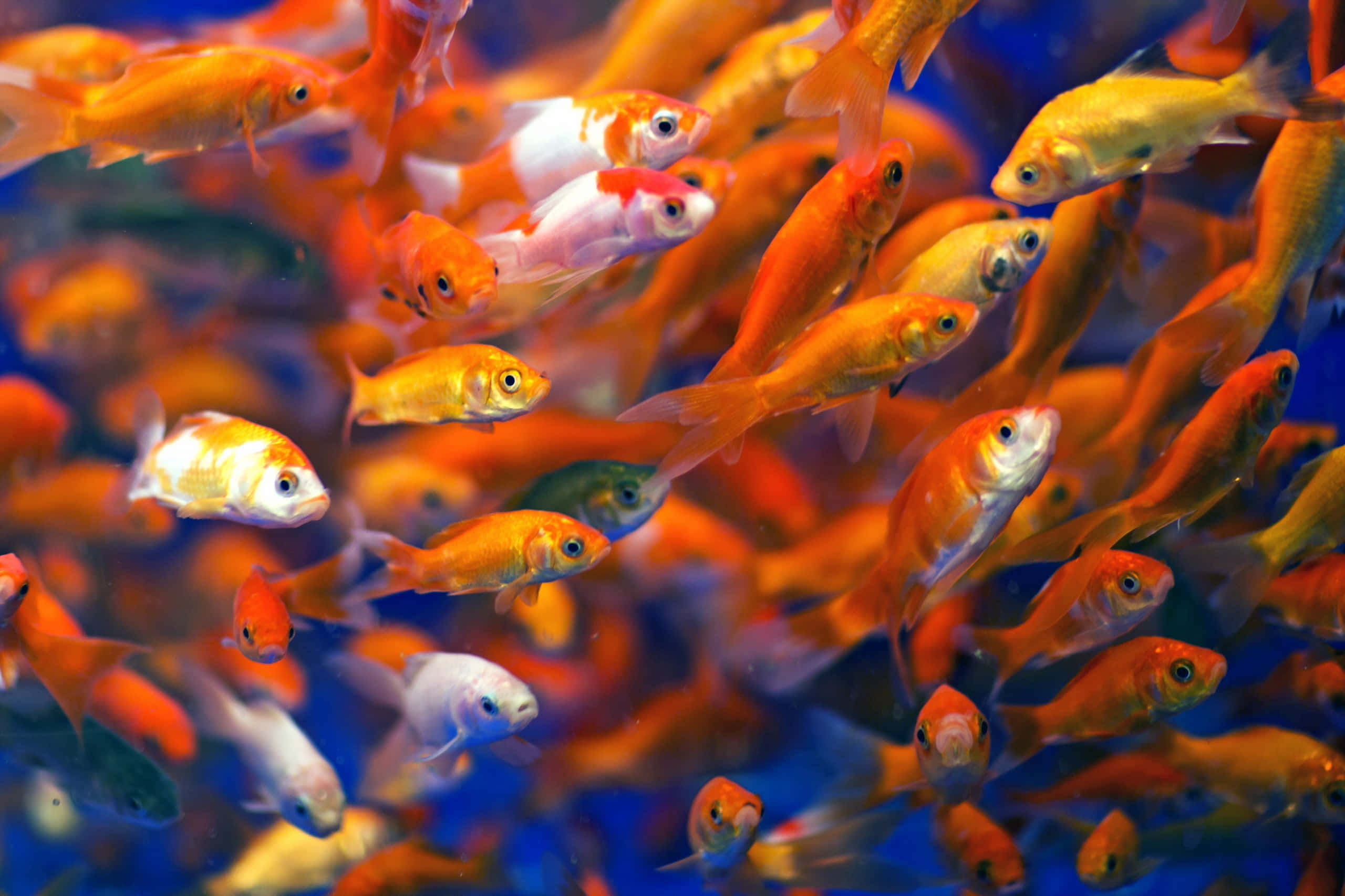 Goldfish 桌布 壁紙 — 一群充滿活力的橙色和白色金魚在深藍色水族背景下動態游動。