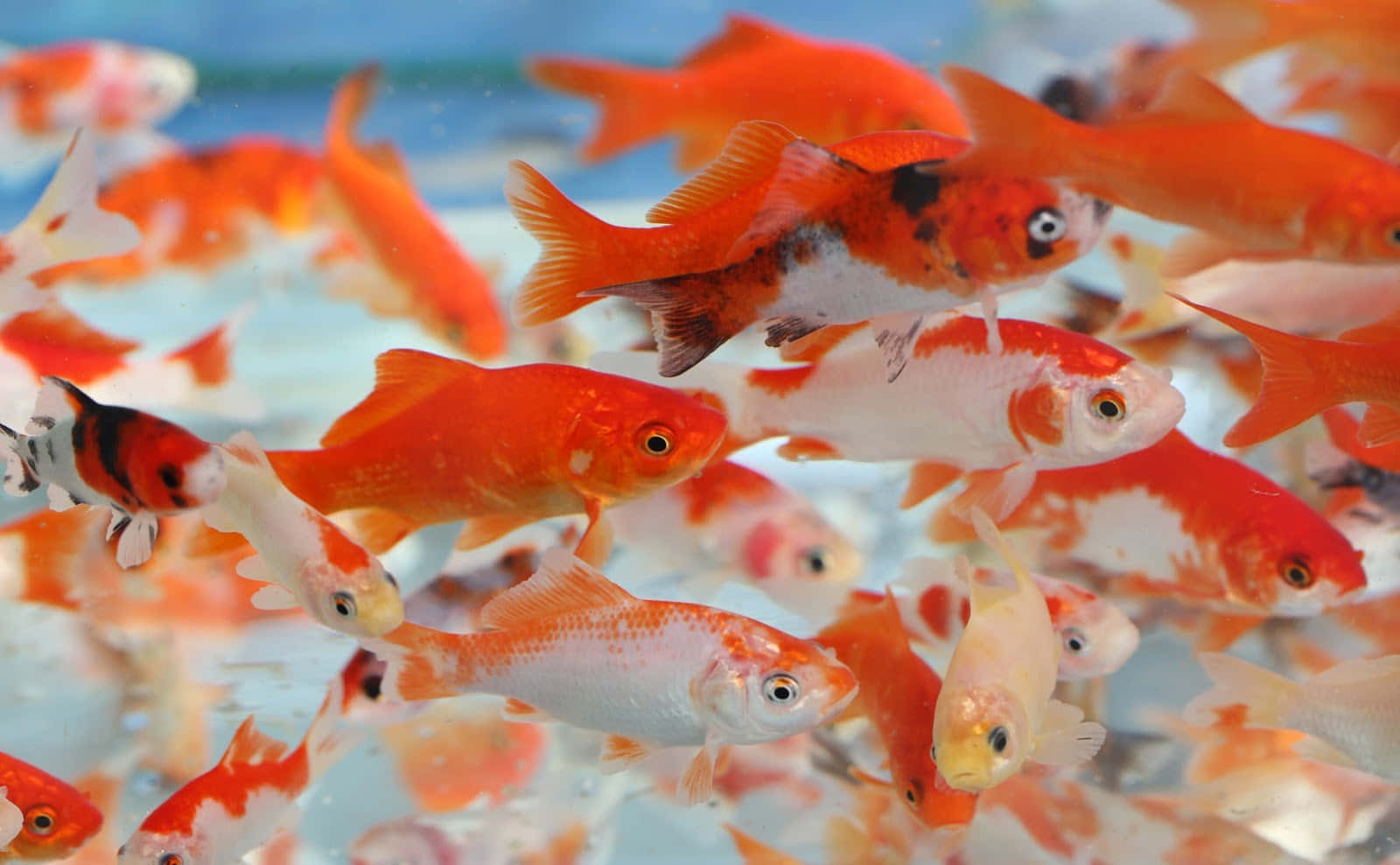 Goldfish 桌布 壁紙 — 一群充滿活力的橙色和白色金魚在清澈的水中優雅地游動，背景是柔和的藍色。