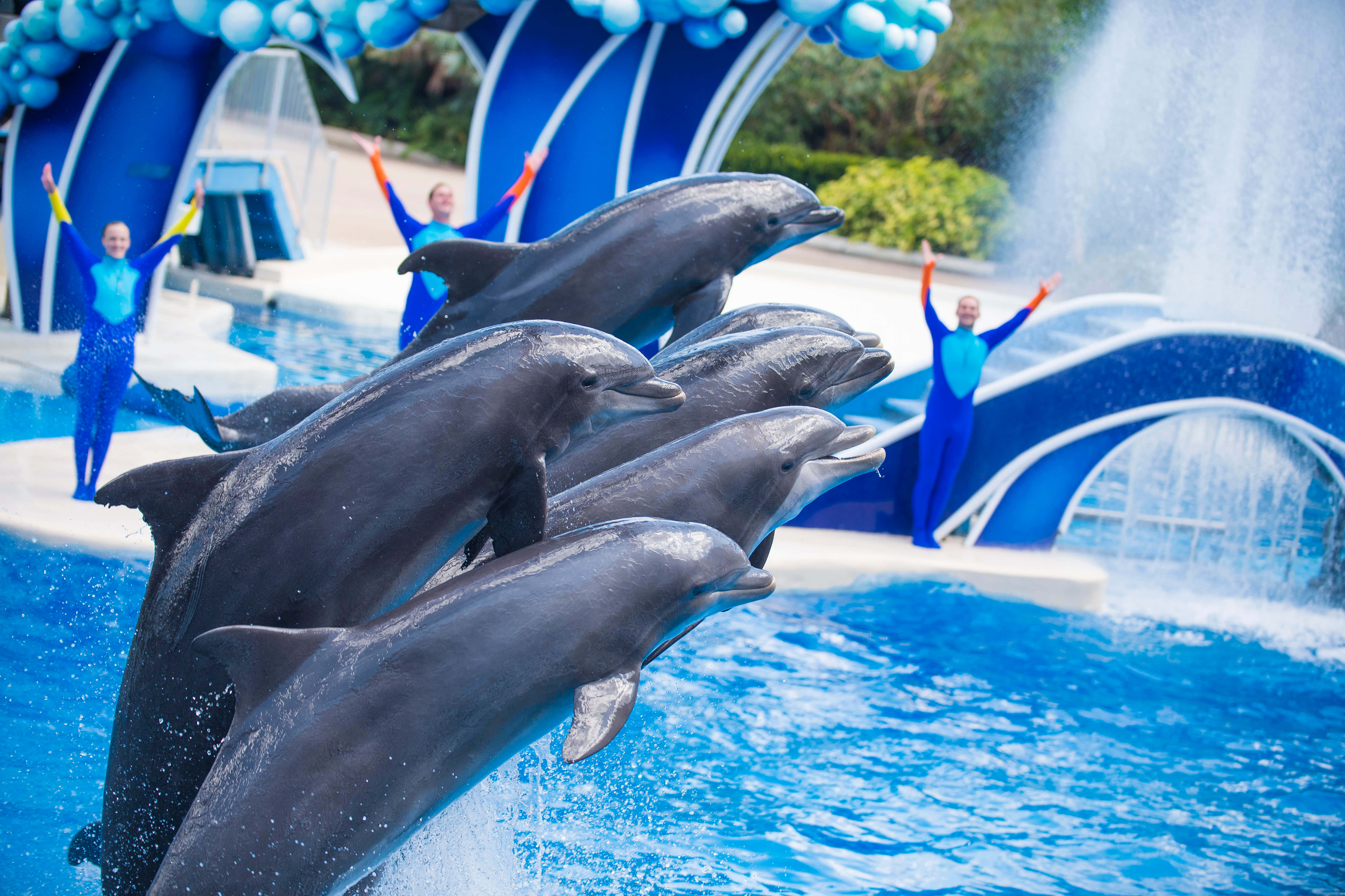 Seaworld 桌布 壁紙 — 一群充滿活力的海豚從充滿活力的藍色水池中一齊躍起，身穿配套服裝的訓練員高舉雙臂歡呼。