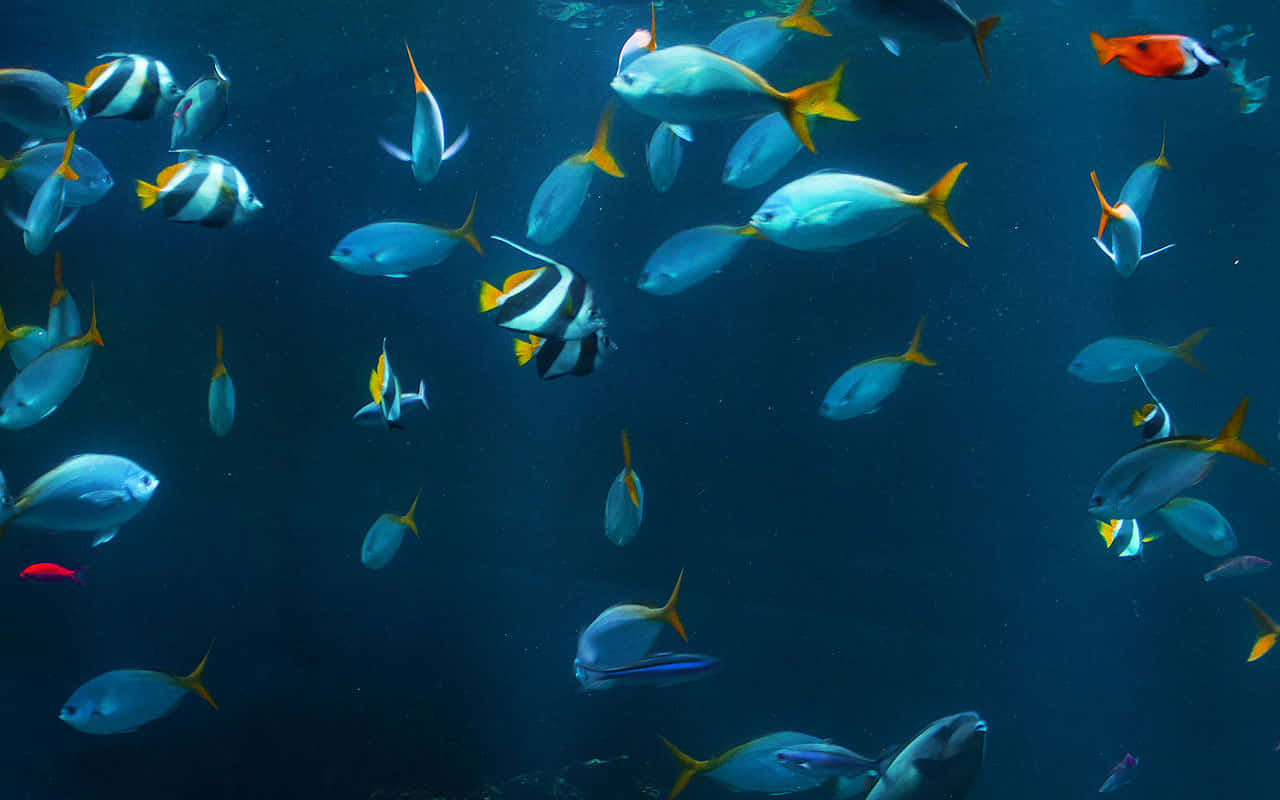 Best Fish 桌布 壁紙 — 一群充滿活力的熱帶魚，有著黃色尾巴和條紋圖案，在深藍色的海水中優雅地游動。